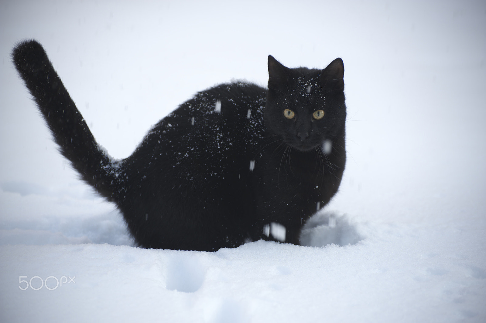 Nikon D700 sample photo. Cat in snow photography