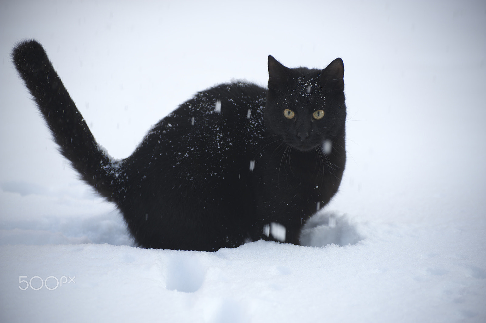 VR 70-300mm F/4.5-5.6 G sample photo. Cat in snow photography