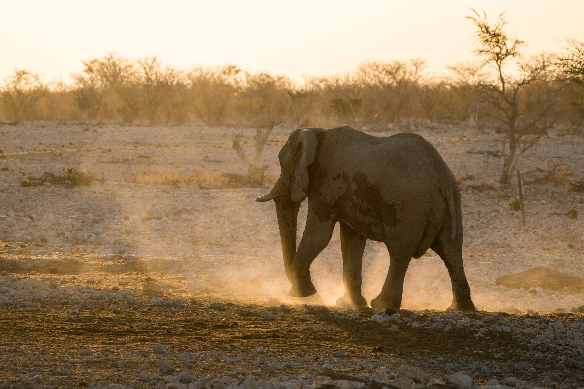Sony FE 70-300mm F4.5-5.6 G OSS sample photo. Walking into the sunset... photography