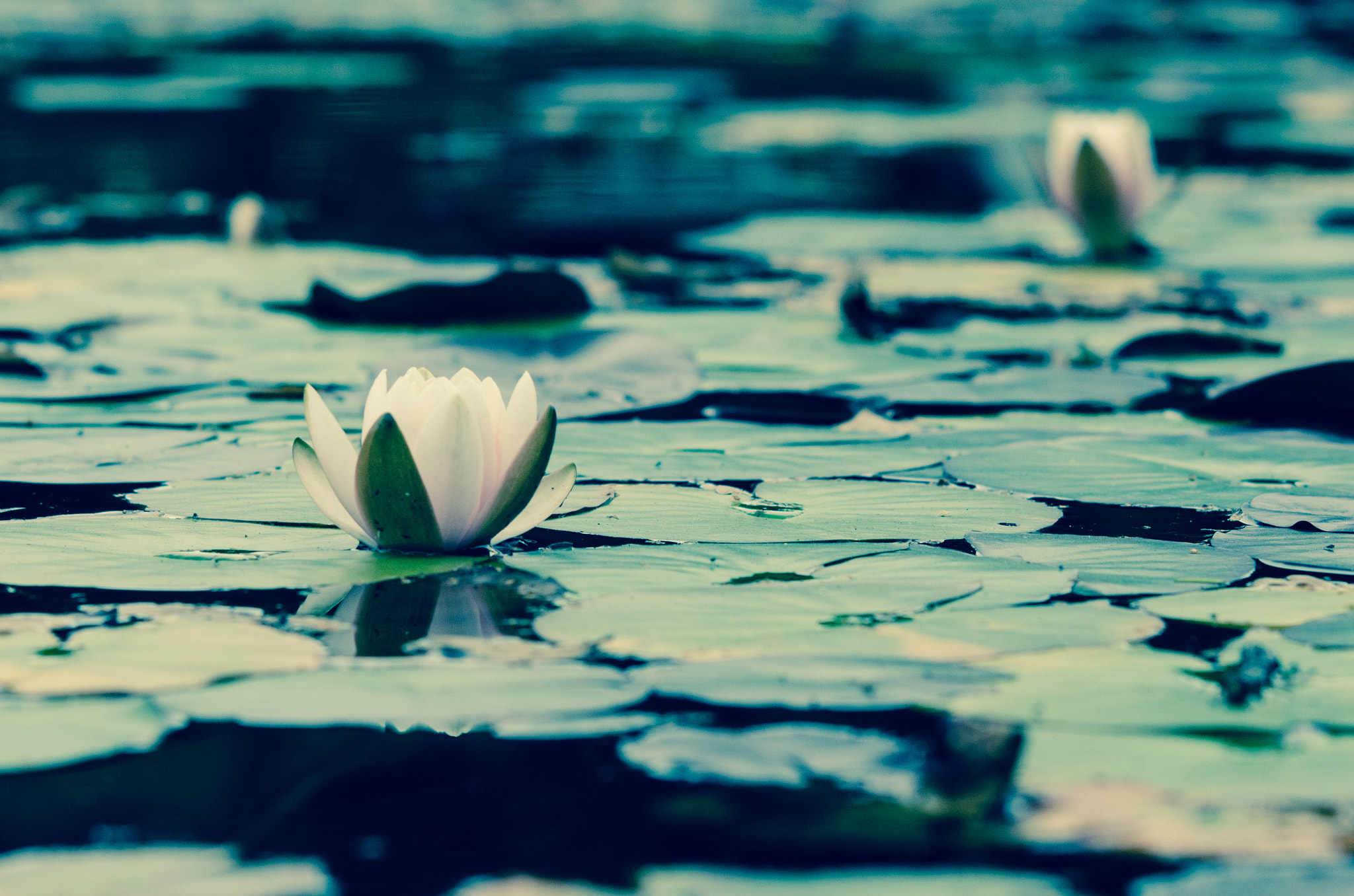 Nikon D7000 sample photo. Water lilies photography