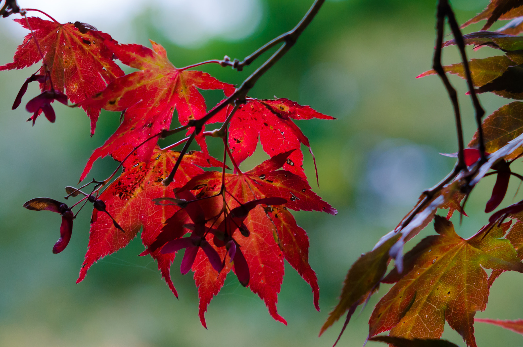 Nikon D7000 + Nikon AF Nikkor 105mm F2D DC sample photo. Autumn arrives in bodnant photography