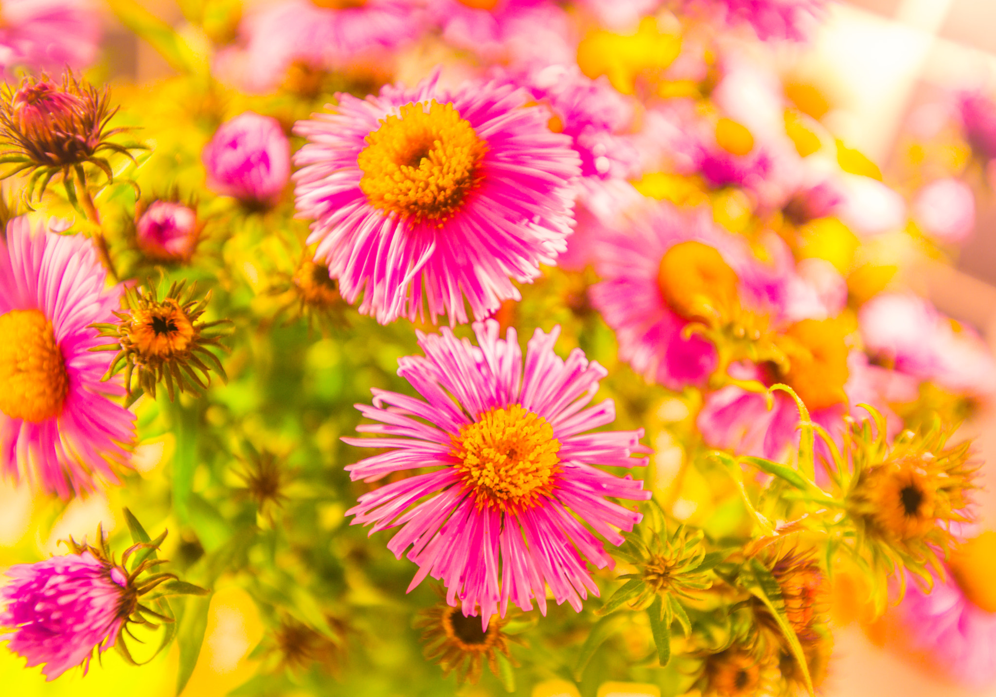 Sony Alpha DSLR-A850 + Sony Vario-Sonnar T* 16-35mm F2.8 ZA SSM sample photo. Pink flowers and gold light photography