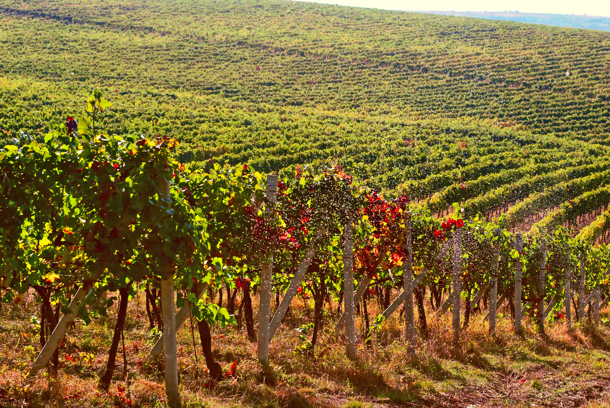 Nikon D80 + AF Zoom-Nikkor 35-70mm f/2.8D sample photo. The vineyard photography