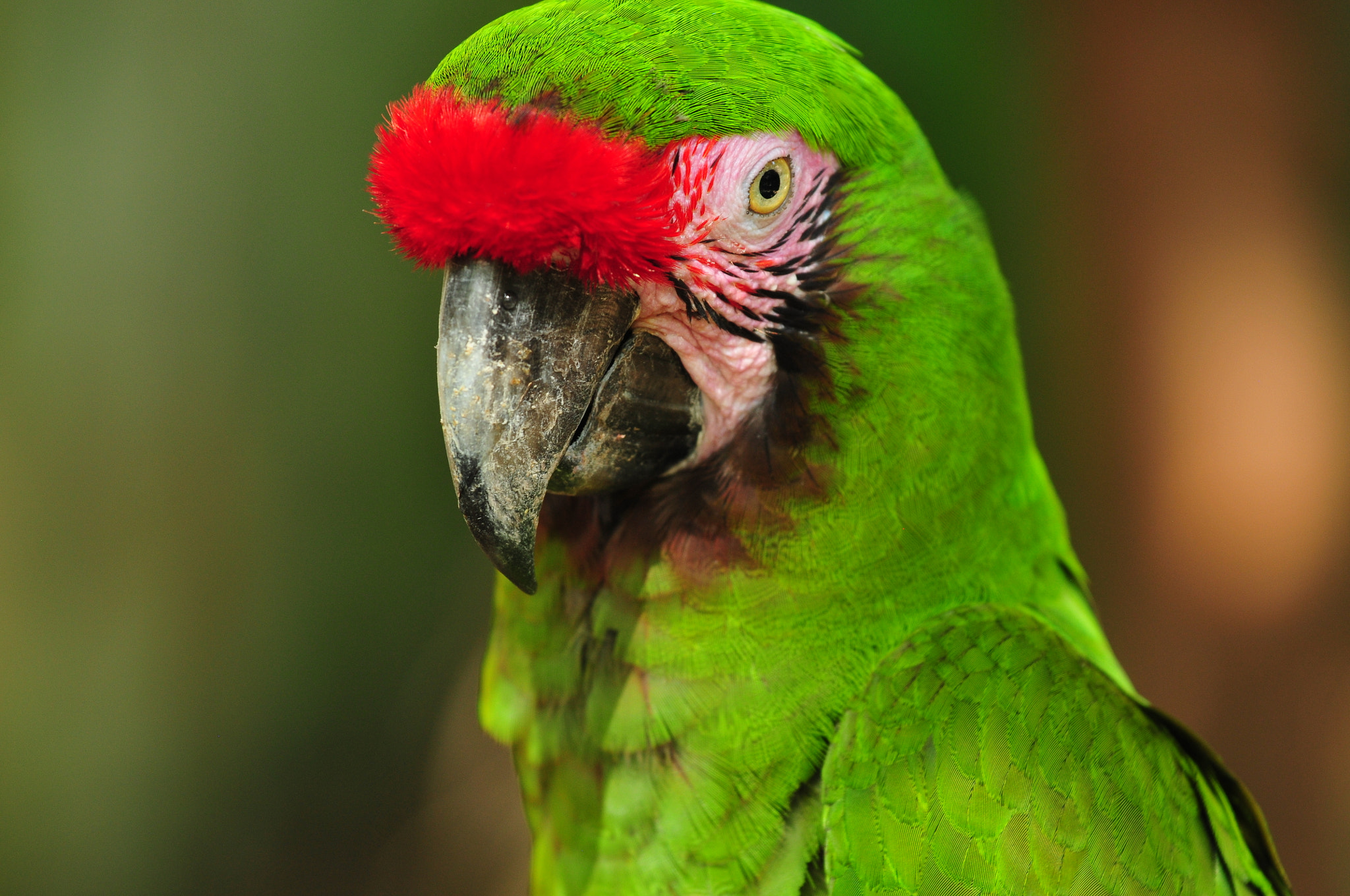 Nikon AF-S Nikkor 70-200mm F4G ED VR sample photo. Mexique x caret perroquets photography