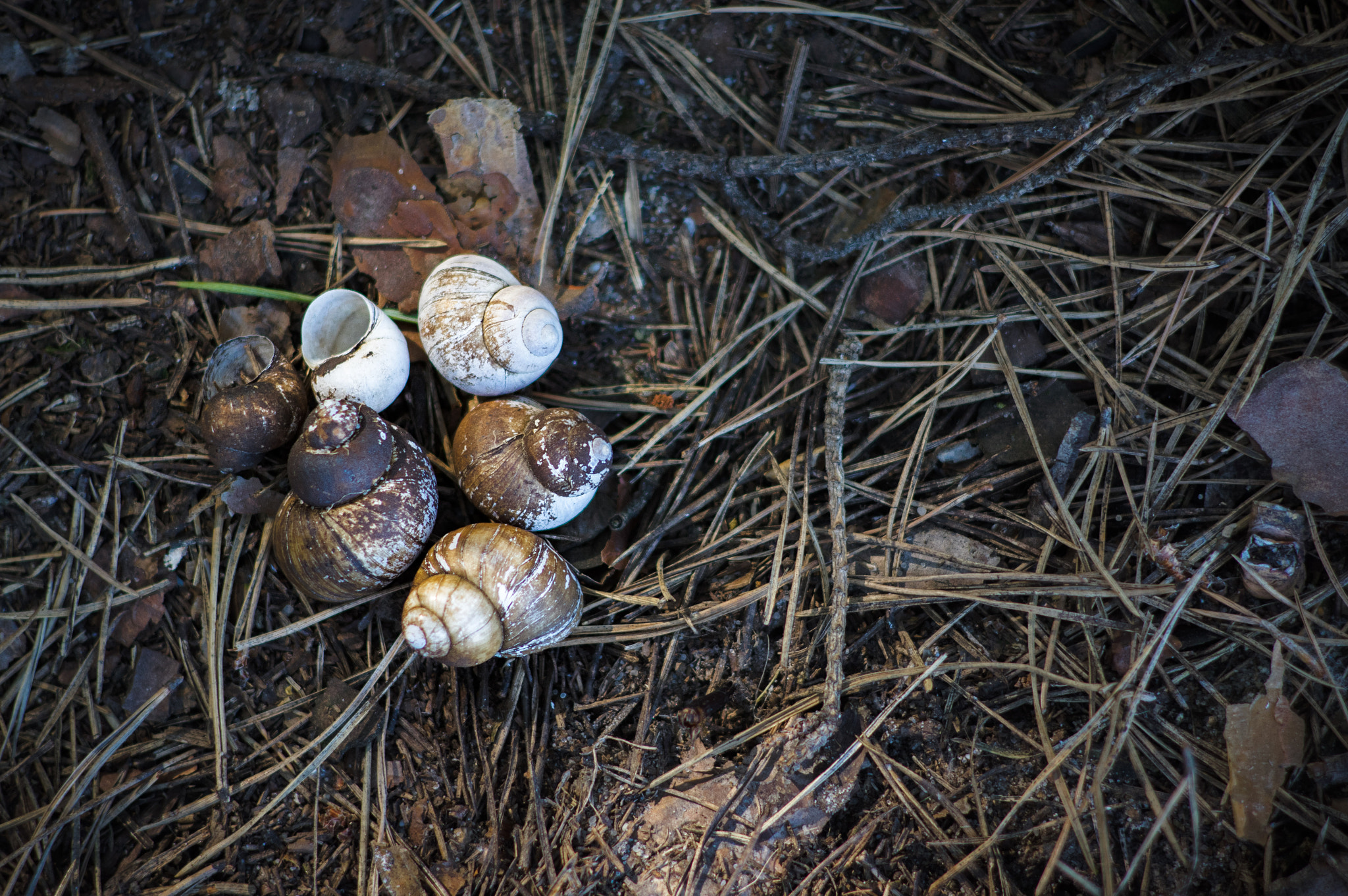 HD Pentax DA 70mm F2.4 AL Limited sample photo. Las conchas photography