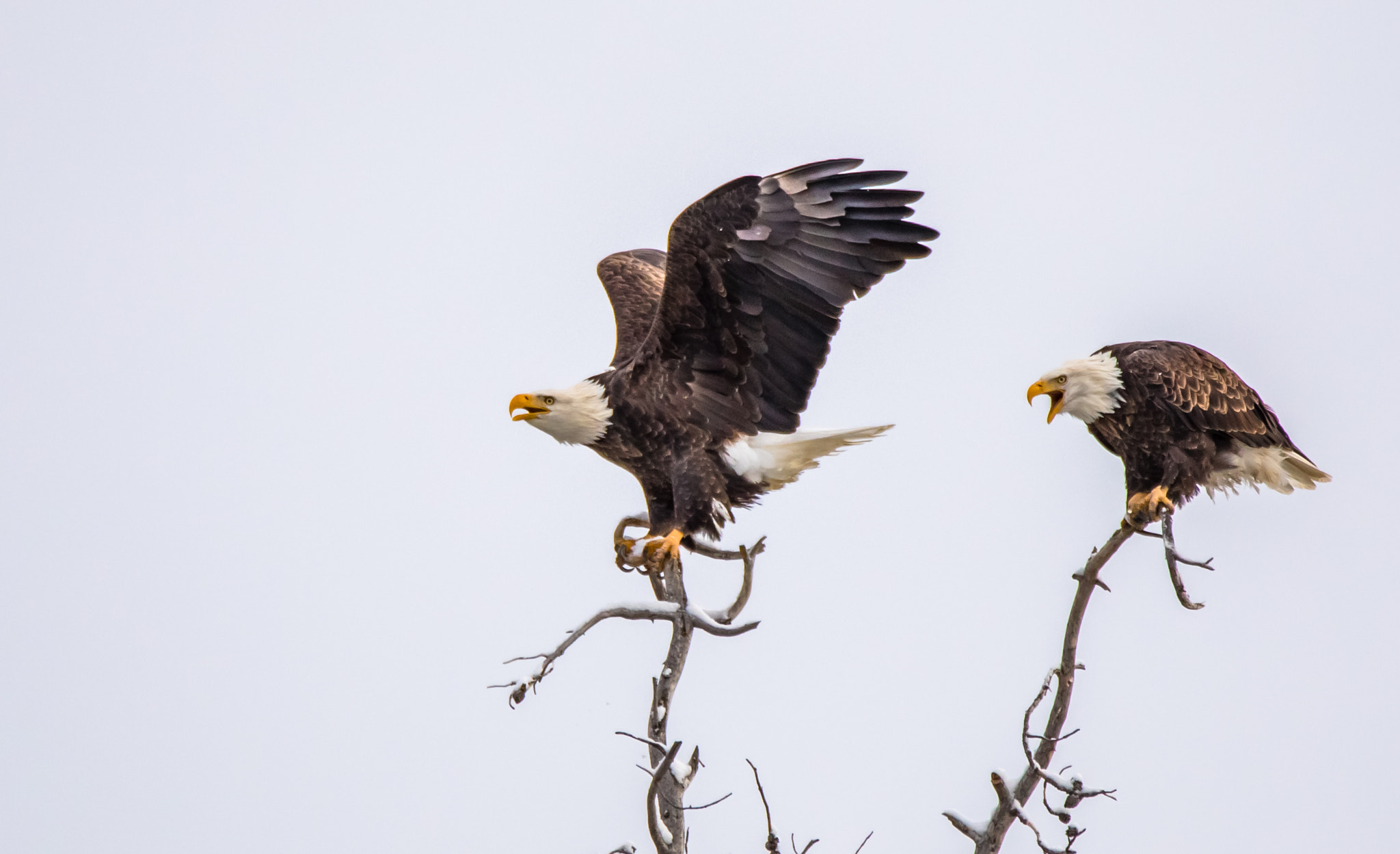 150-600mm F5-6.3 DG OS HSM | Contemporary 015 sample photo. Grand teton national park, raptors photography