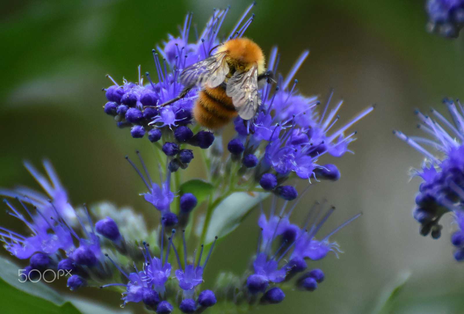 Nikon D7200 sample photo. Bee on flower photography