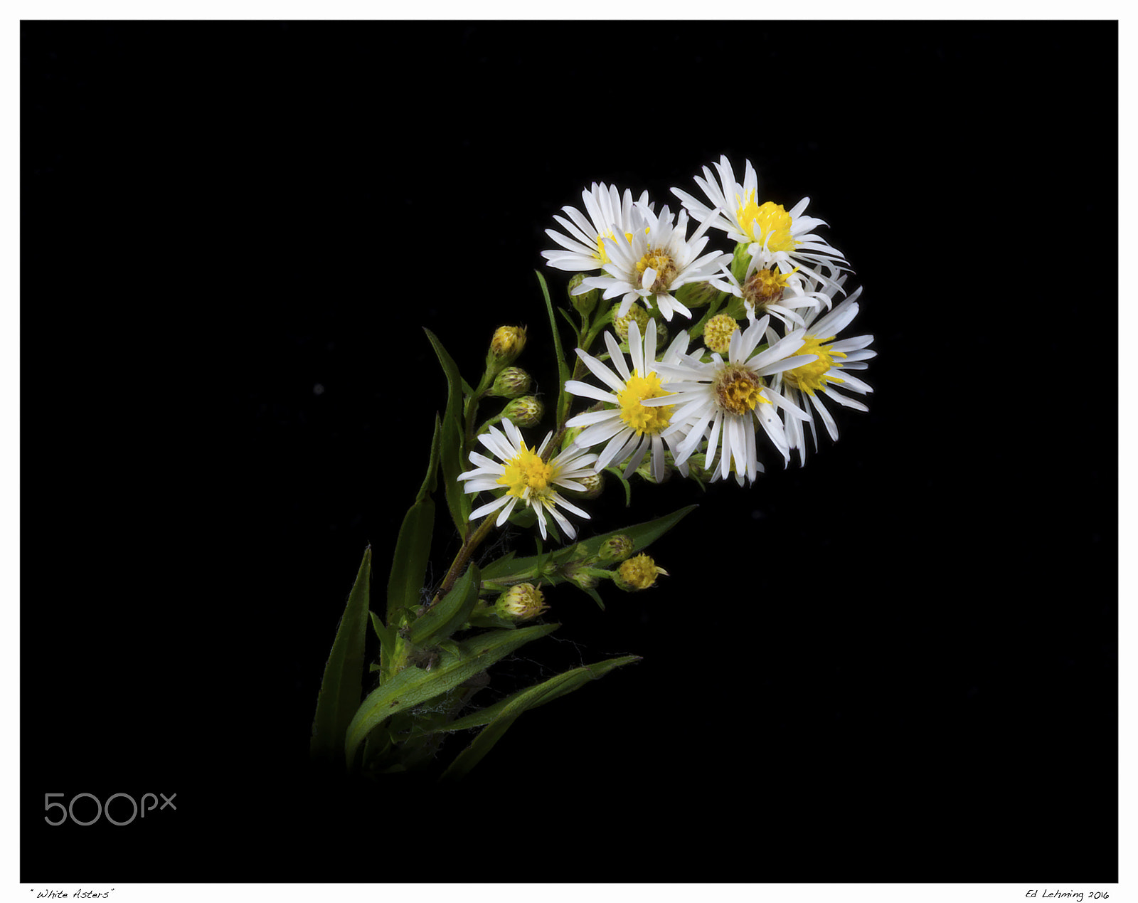 Tamron SP 70-200mm F2.8 Di VC USD sample photo. White asters photography
