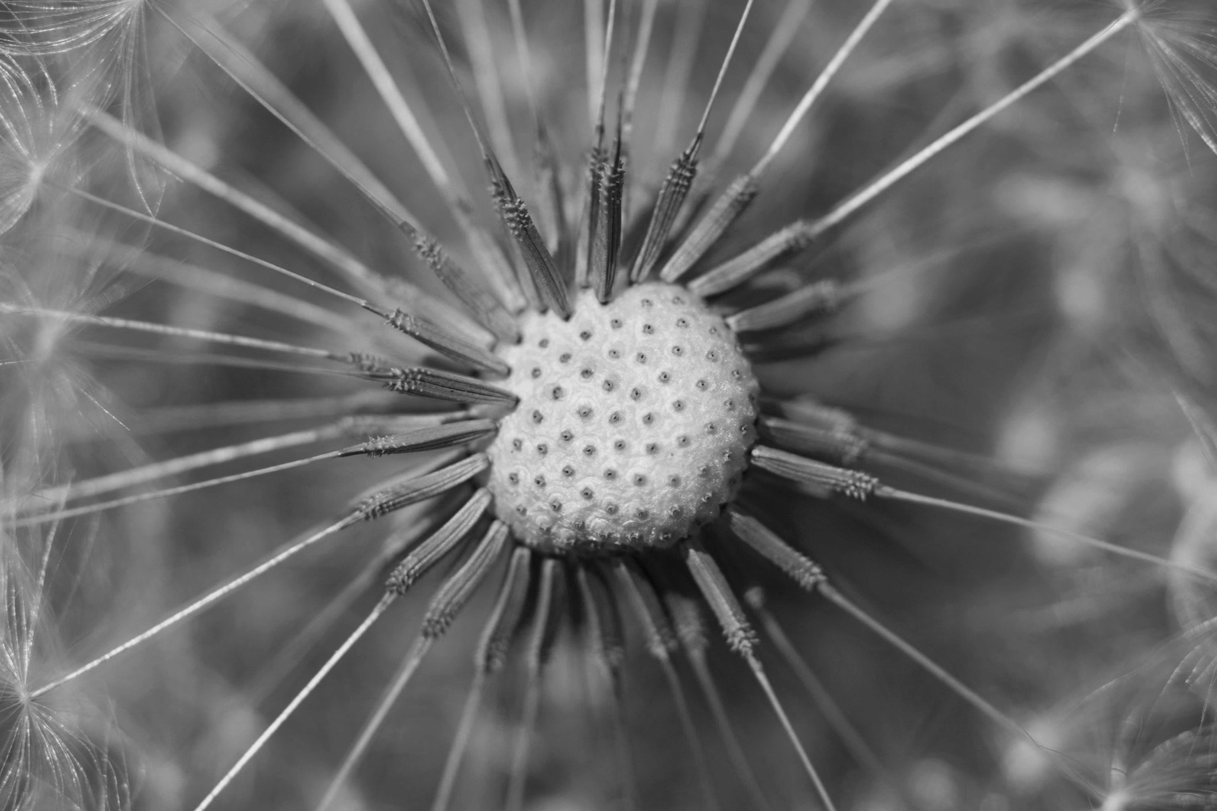 Sony a6000 + Tamron SP AF 90mm F2.8 Di Macro sample photo. Planeta (diente de león) photography