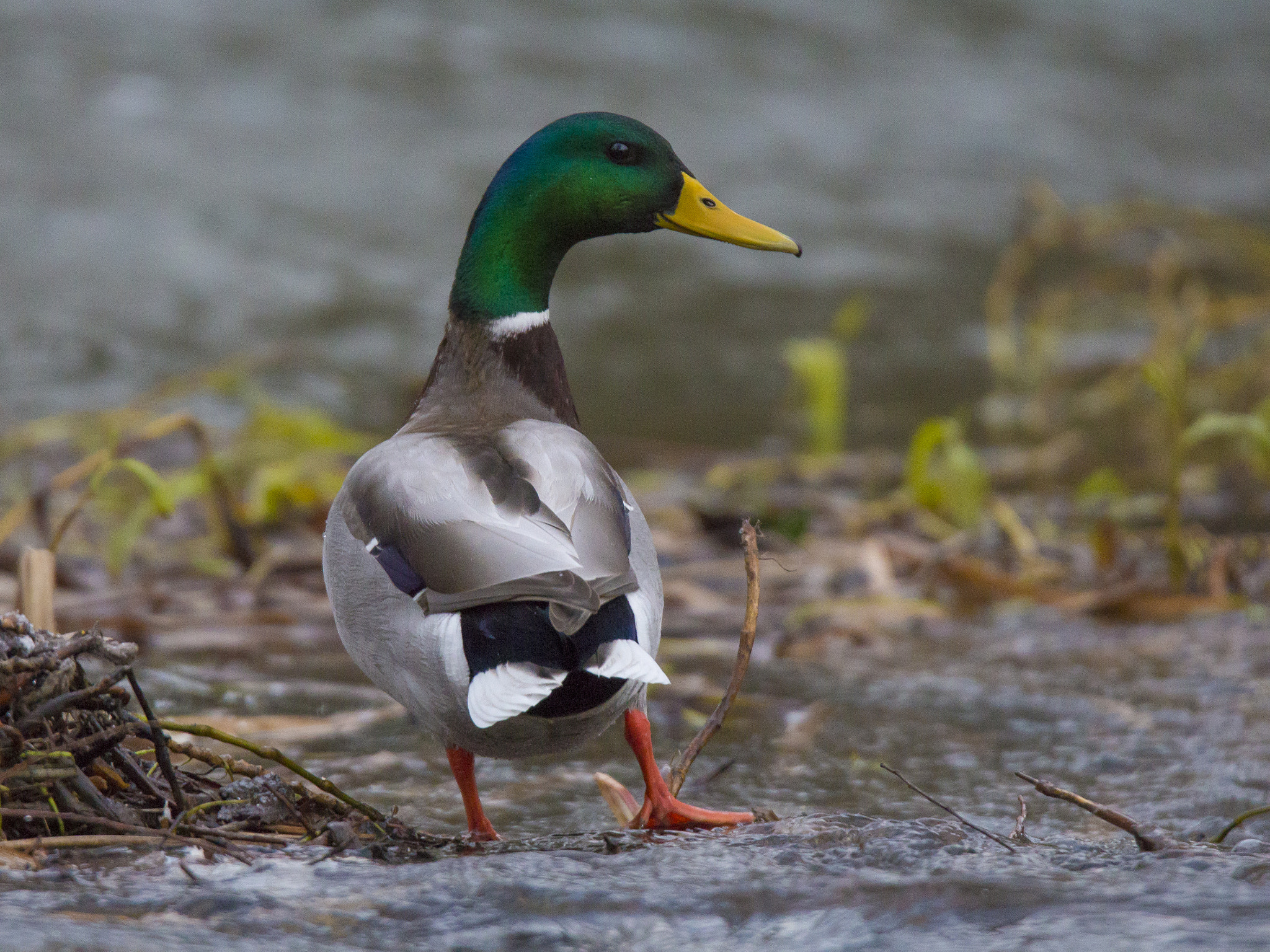 Tamron SP 150-600mm F5-6.3 Di VC USD sample photo. Fred astaire photography