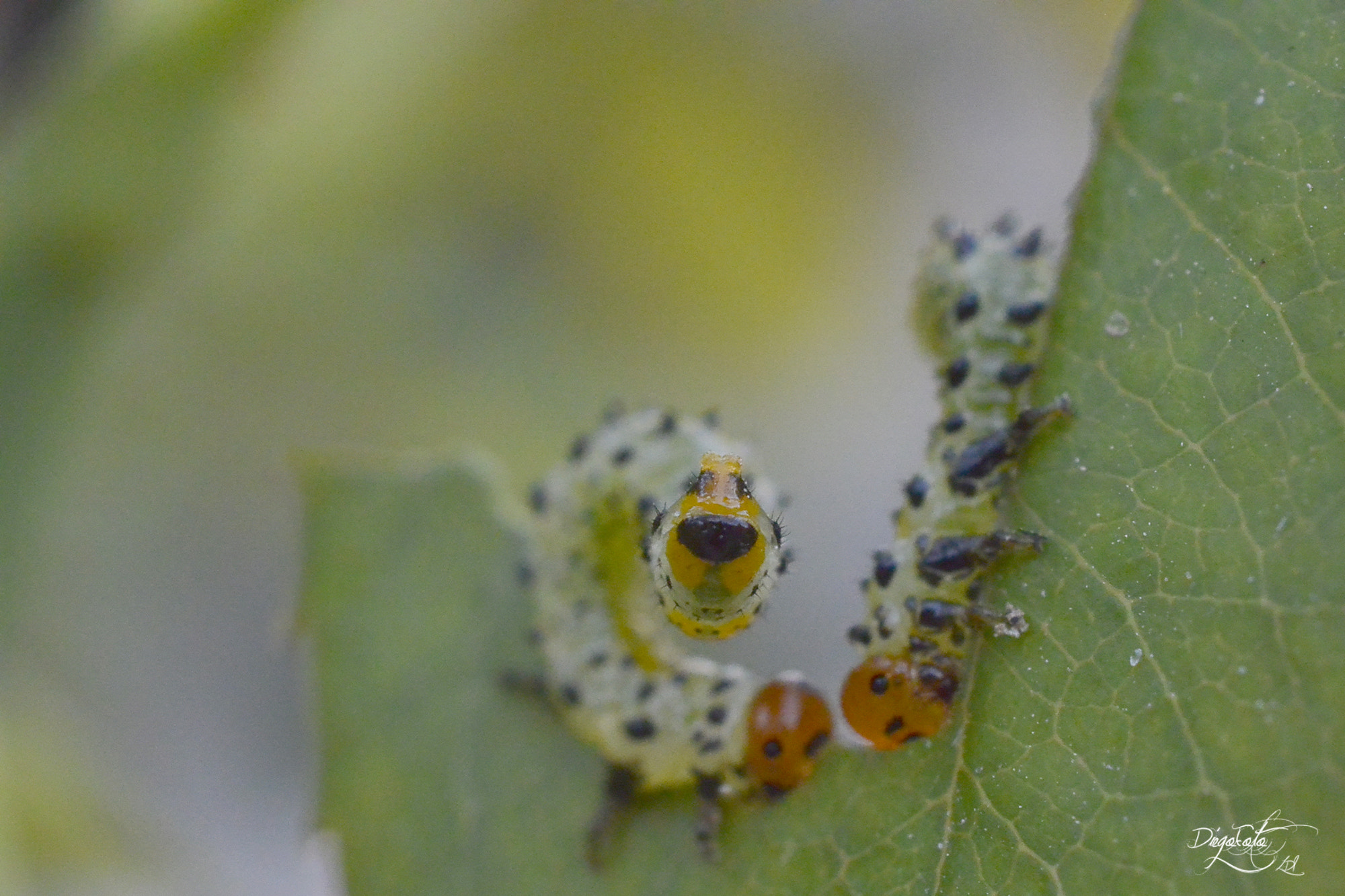 Nikon 1 V2 + 40mm f/2.8G sample photo. Larva de avispa del rosal (arge rosae), no será una mariposa. photography