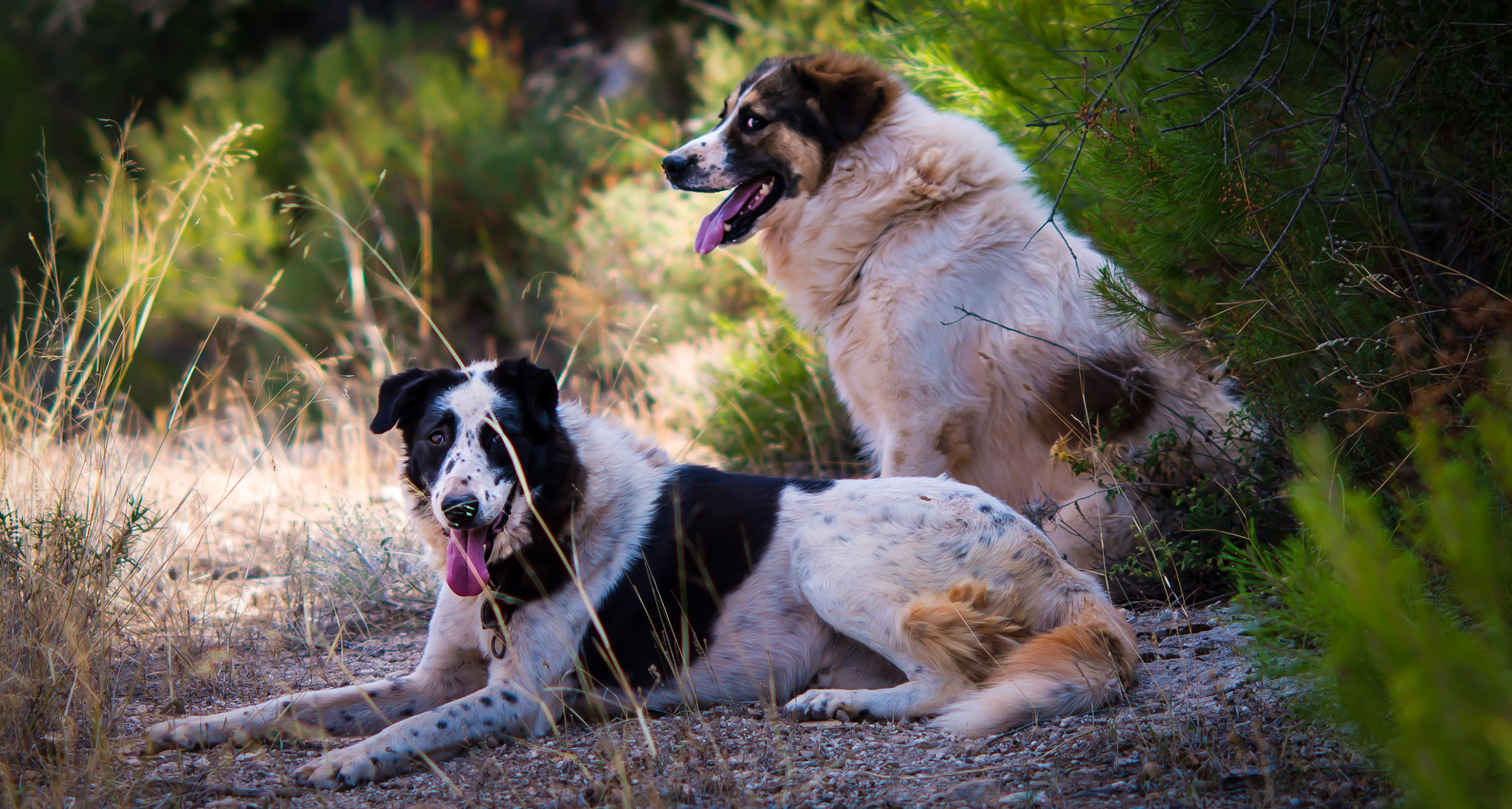 Nikon D800 + AF DC-Nikkor 135mm f/2D sample photo. A walk in the woods photography