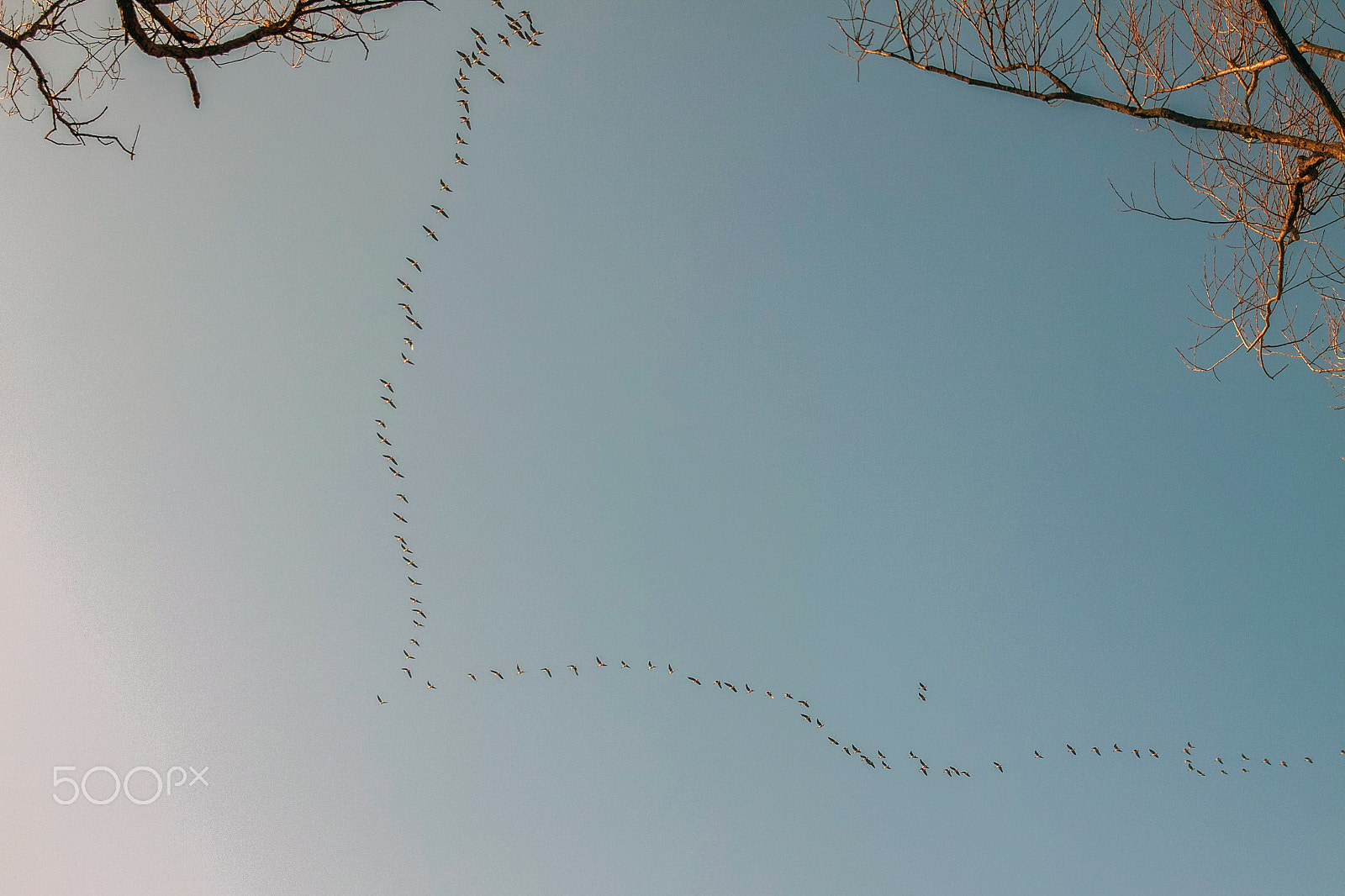 Canon EOS 50D + Sigma 18-50mm f/2.8 Macro sample photo. Wild geese's winter migration photography