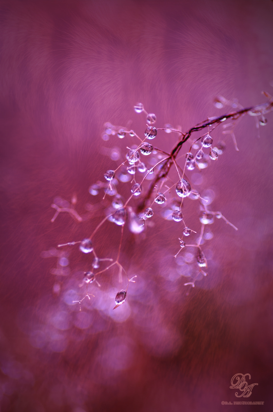 Pentax smc D-FA 100mm F2.8 macro sample photo. Drops.... photography