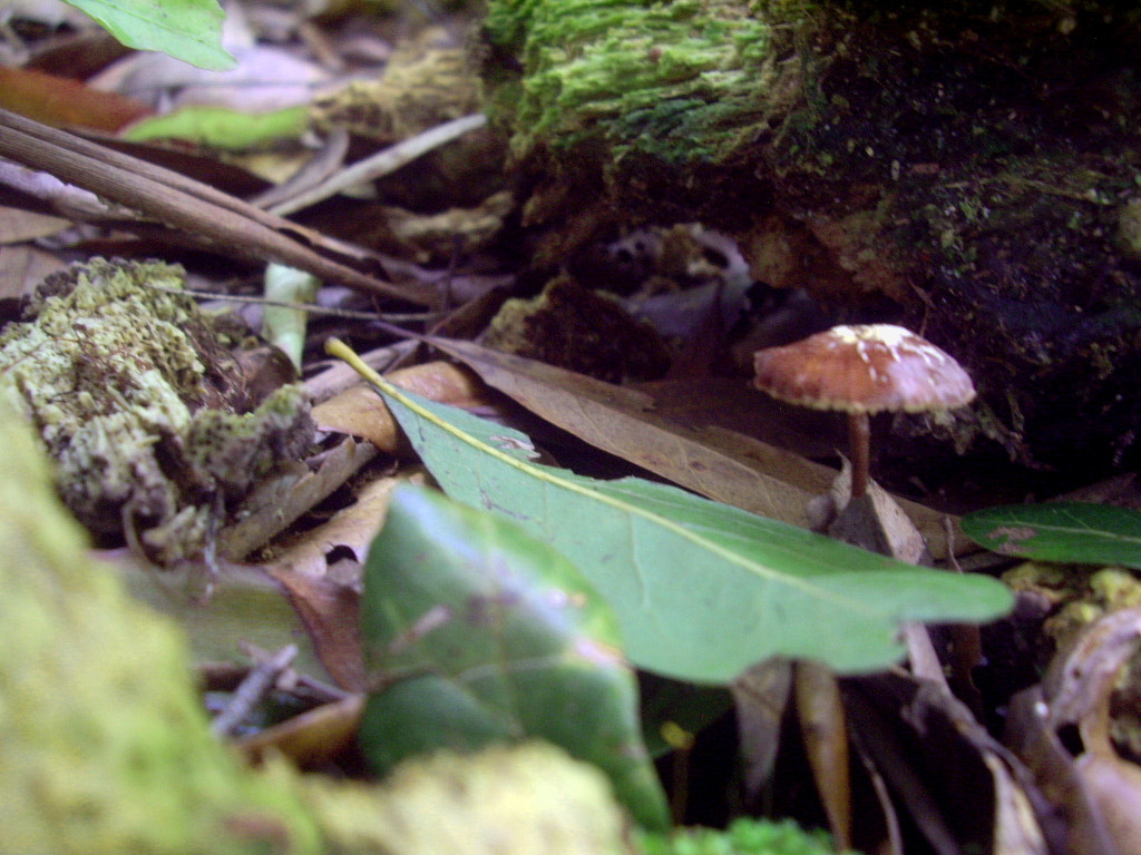 Pentax OPTIO A10 sample photo. Forestfloor photography