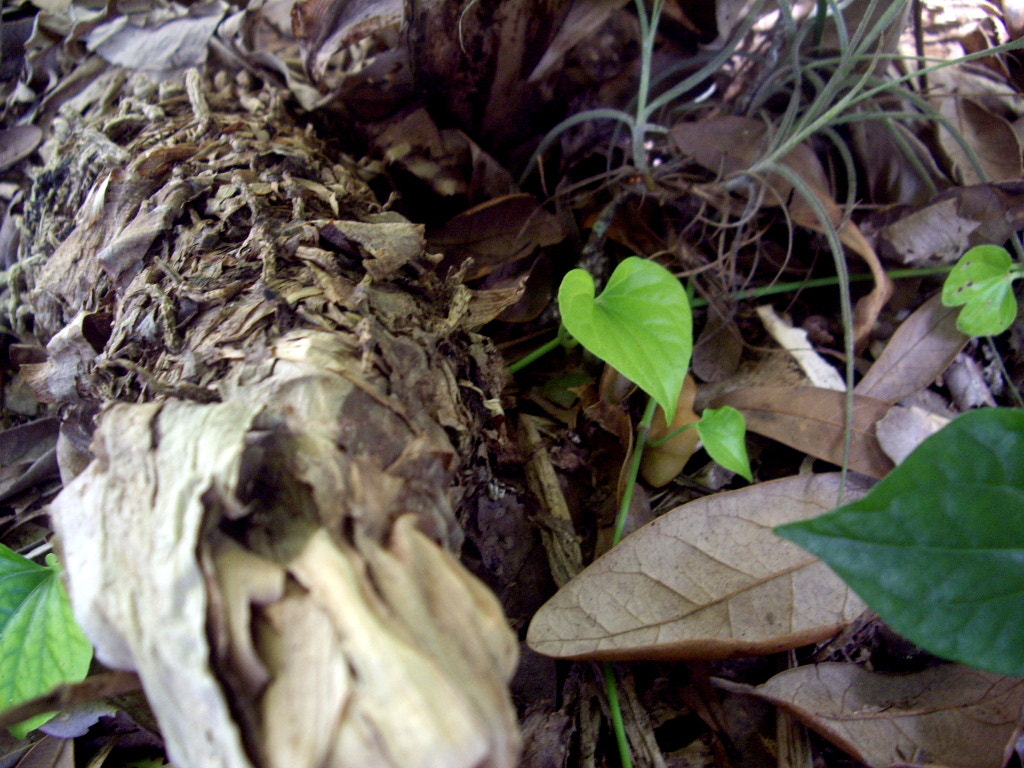 Pentax OPTIO A10 sample photo. Greenbrown photography