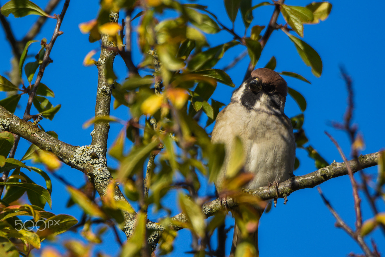 Tamron SP 150-600mm F5-6.3 Di VC USD sample photo. Passer montanus, tree sparrow photography