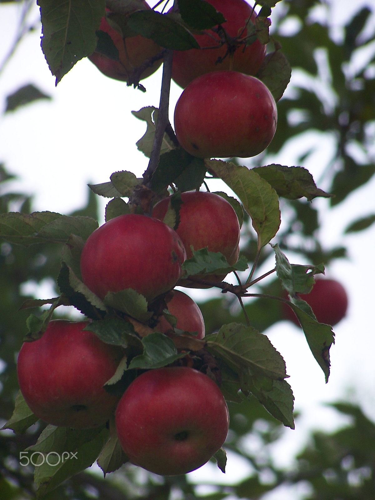 Kodak DX7590 ZOOM DIGITAL CAMERA sample photo. Apples photography