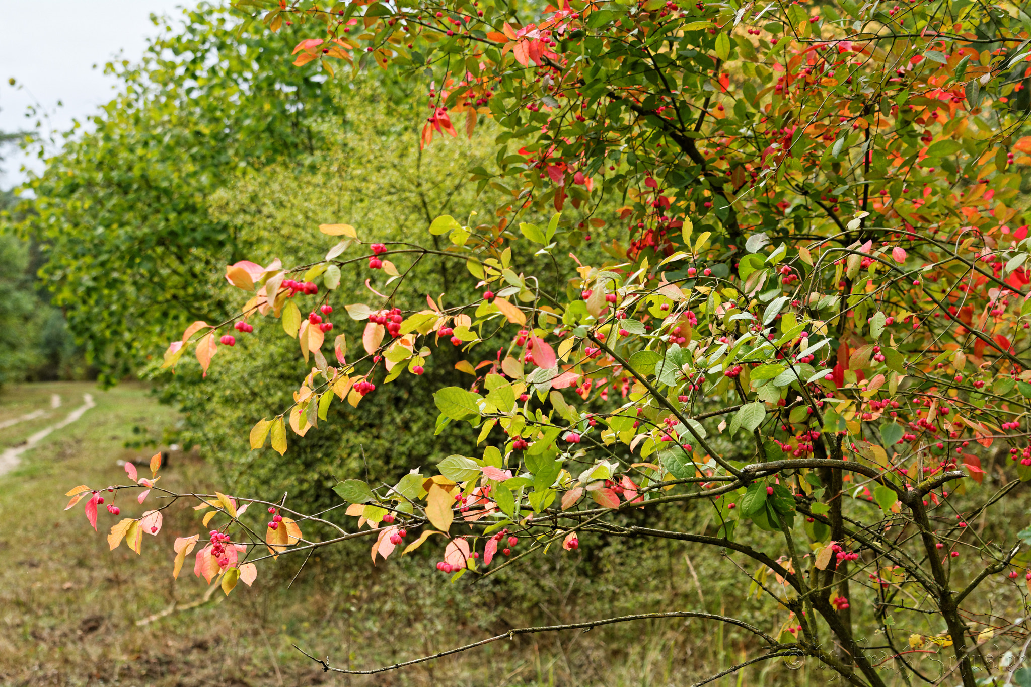 Nikon D5200 sample photo. Autumn comes with all its colors 1-5 photography