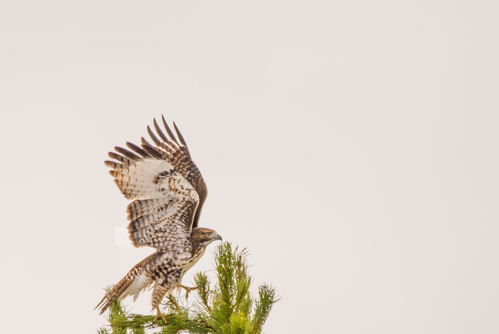 150-600mm F5-6.3 DG OS HSM | Contemporary 015 sample photo. Grand teton national park, raptors photography