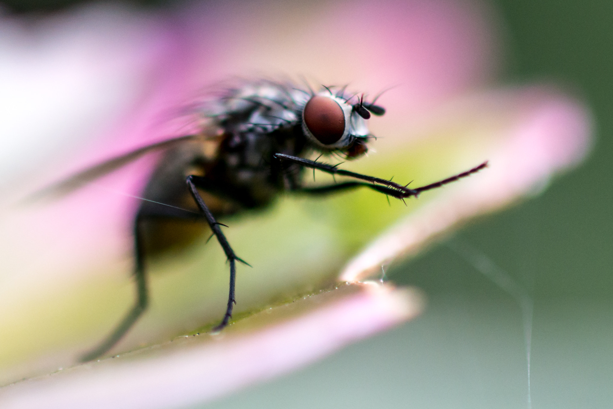 Nikon D800 + Sigma 50mm F2.8 EX DG Macro sample photo. Fly photography