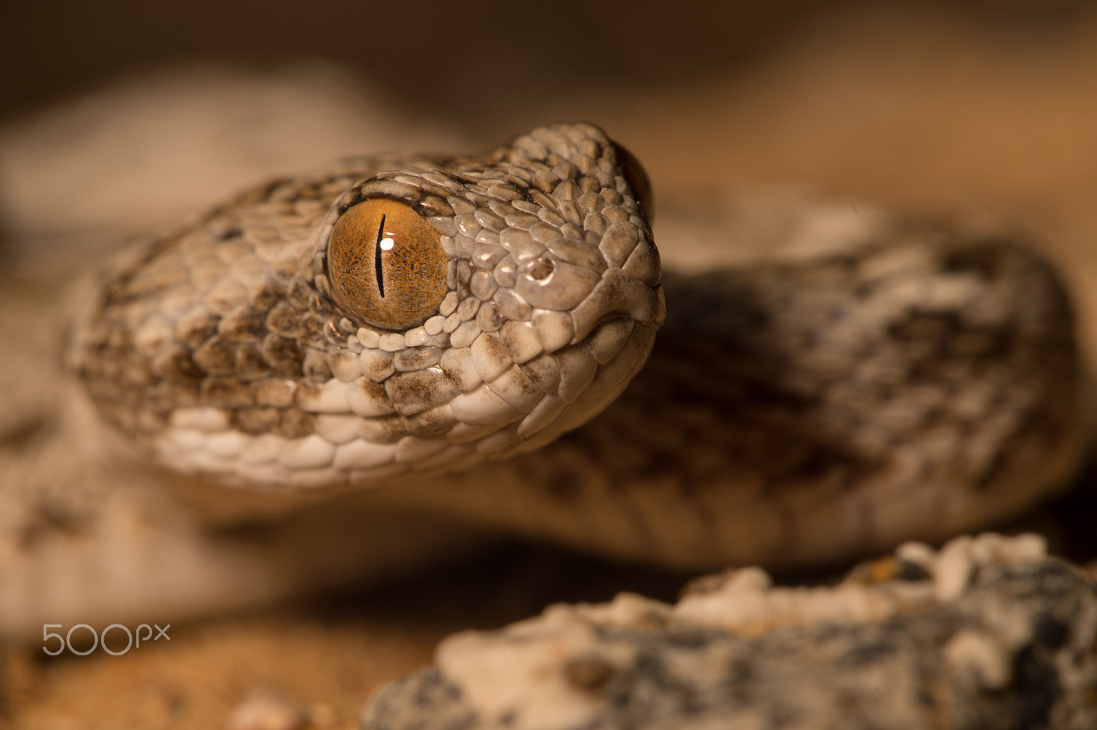 Nikon D4S + Nikon AF-S Micro-Nikkor 105mm F2.8G IF-ED VR sample photo. Sind saw-scaled viper photography