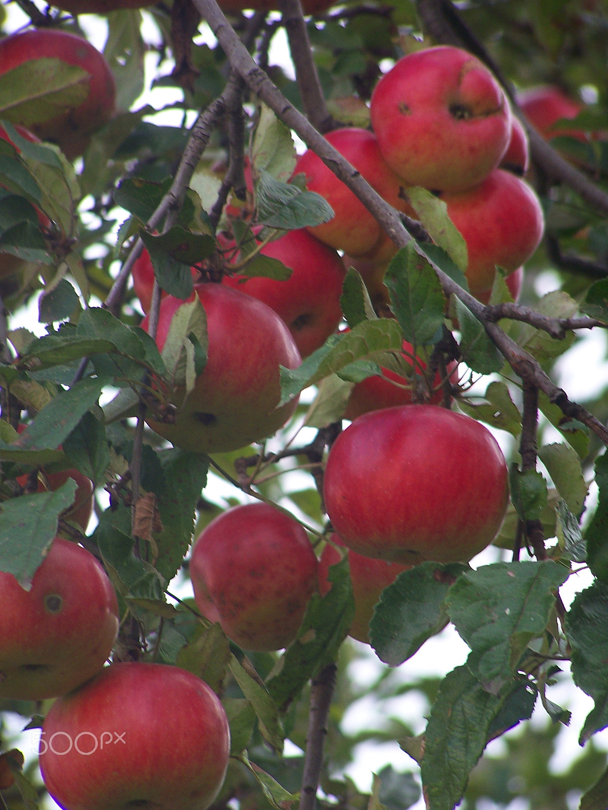Kodak DX7590 ZOOM DIGITAL CAMERA sample photo. Apples photography