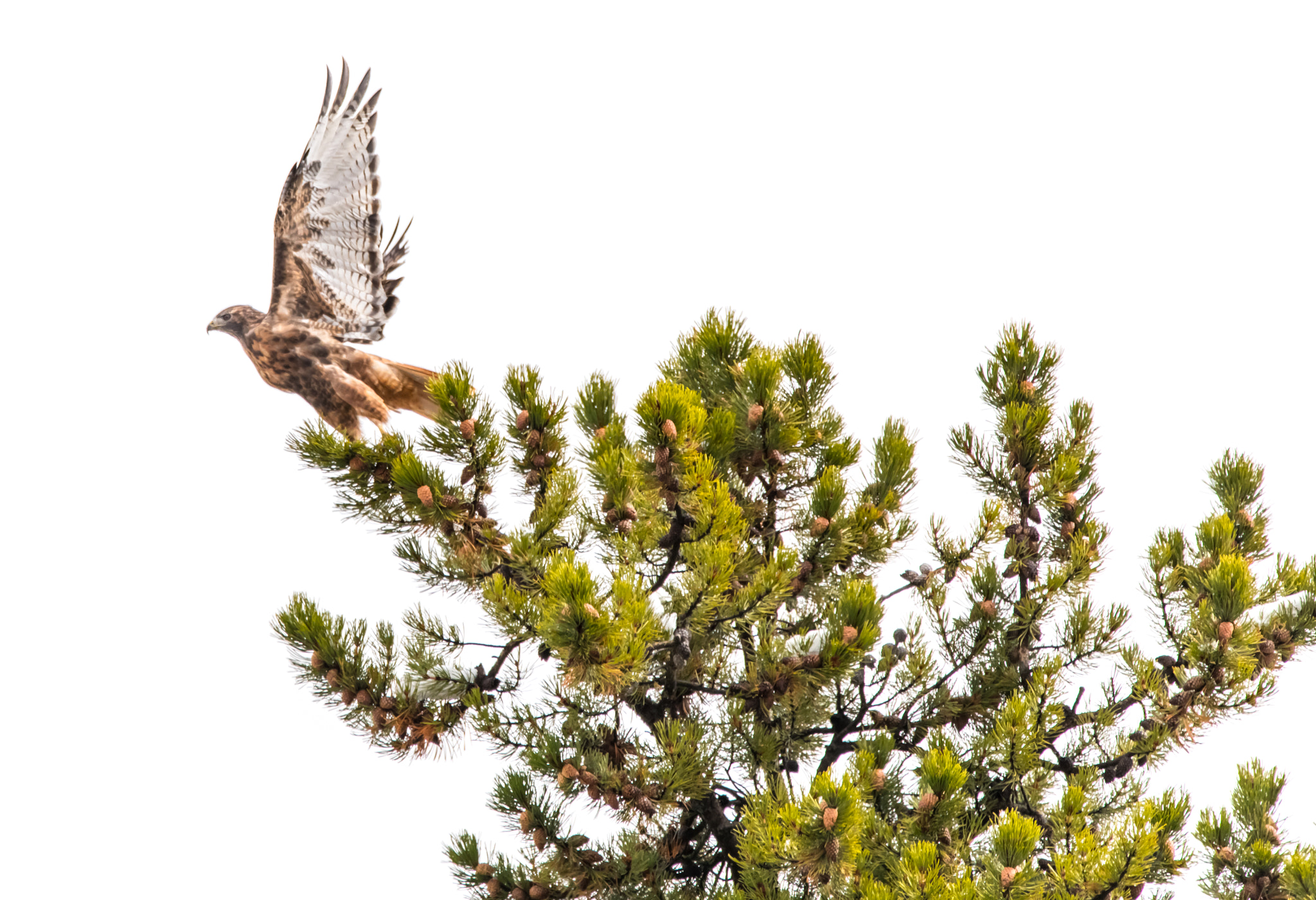 150-600mm F5-6.3 DG OS HSM | Contemporary 015 sample photo. Grand teton national park, raptors photography