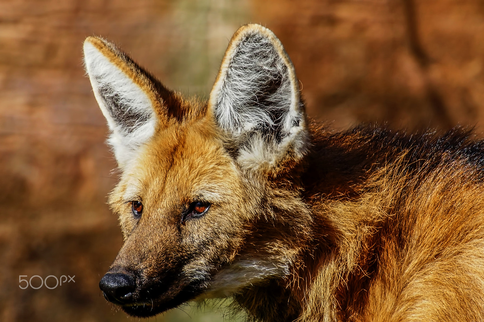 Tamron SP 70-300mm F4-5.6 Di USD sample photo. Mähnenwolf photography