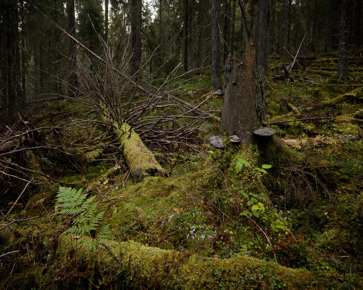 Canon TS-E 24.0mm f/3.5 L II sample photo. Okbjär i photography