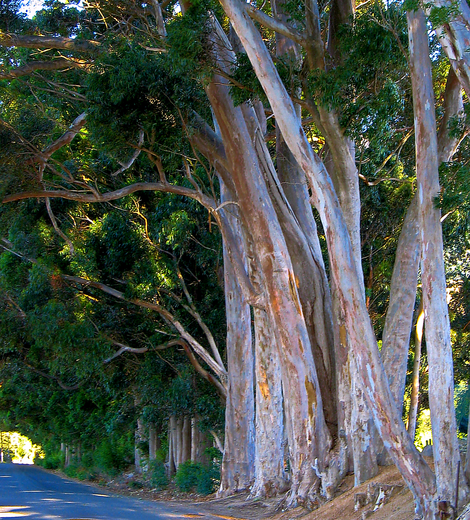Canon POWERSHOT G5 sample photo. Blue gum trees. photography