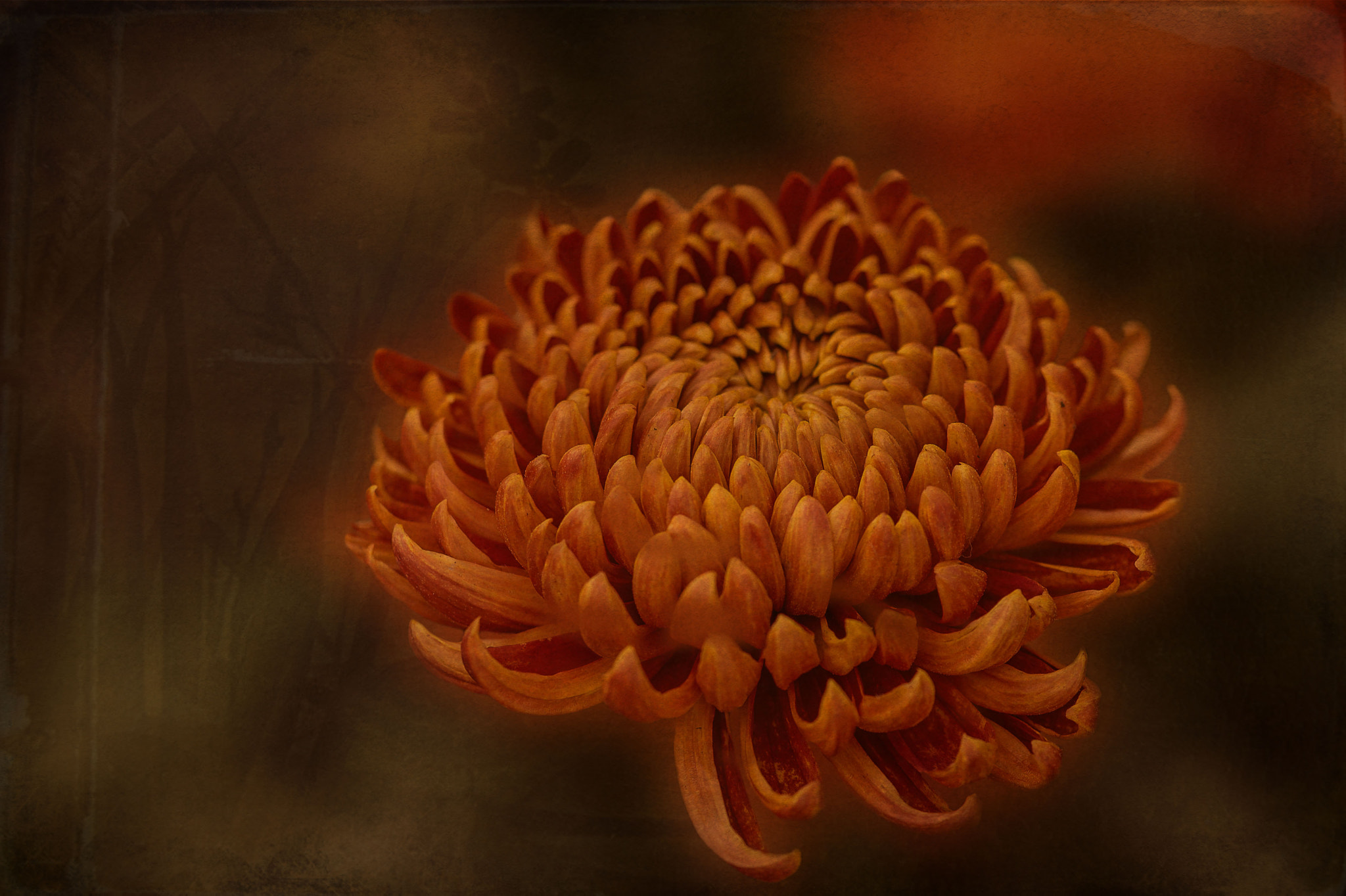 Nikon Df sample photo. Chrysantheme photography
