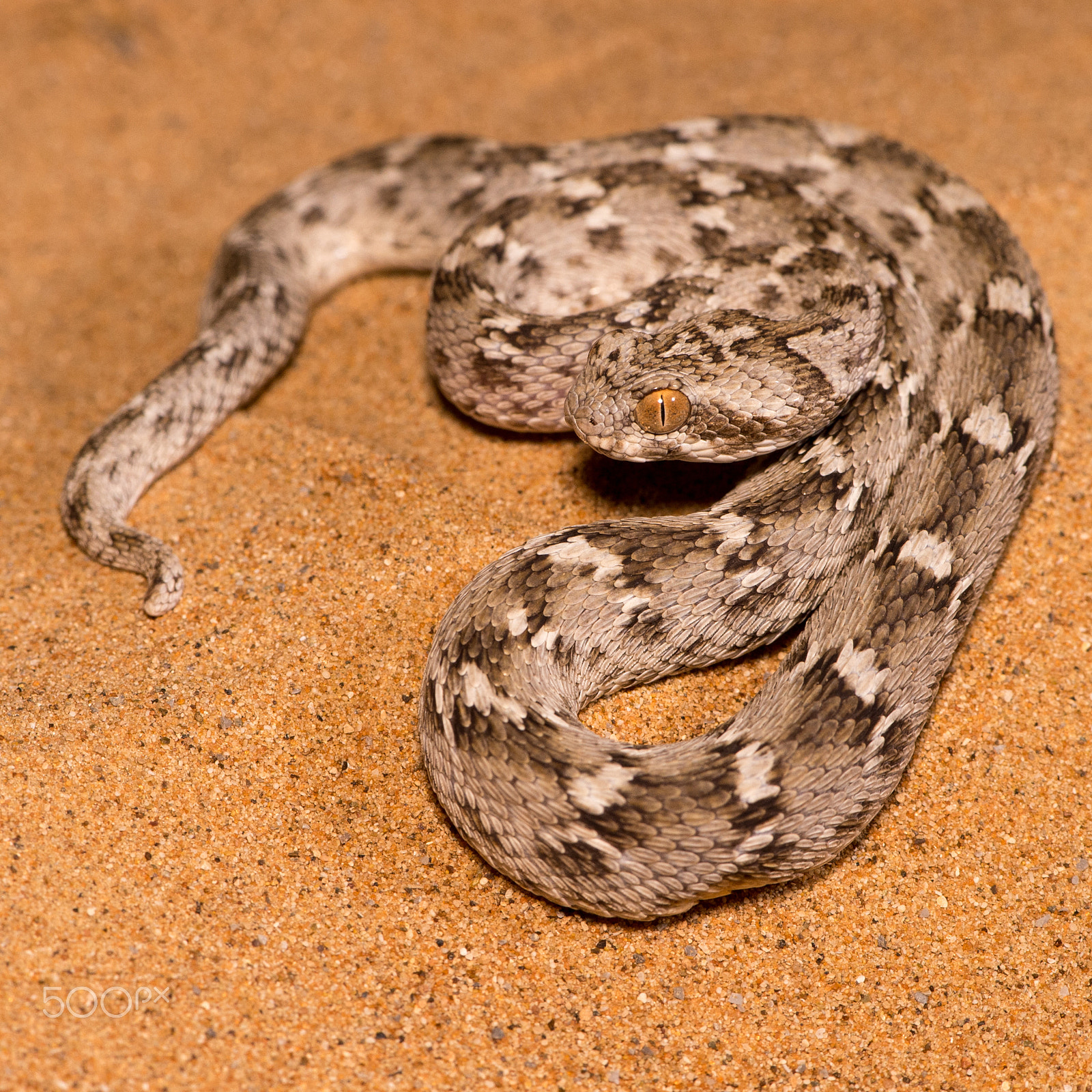 Nikon D4S sample photo. Sind saw-scale viper 1 photography
