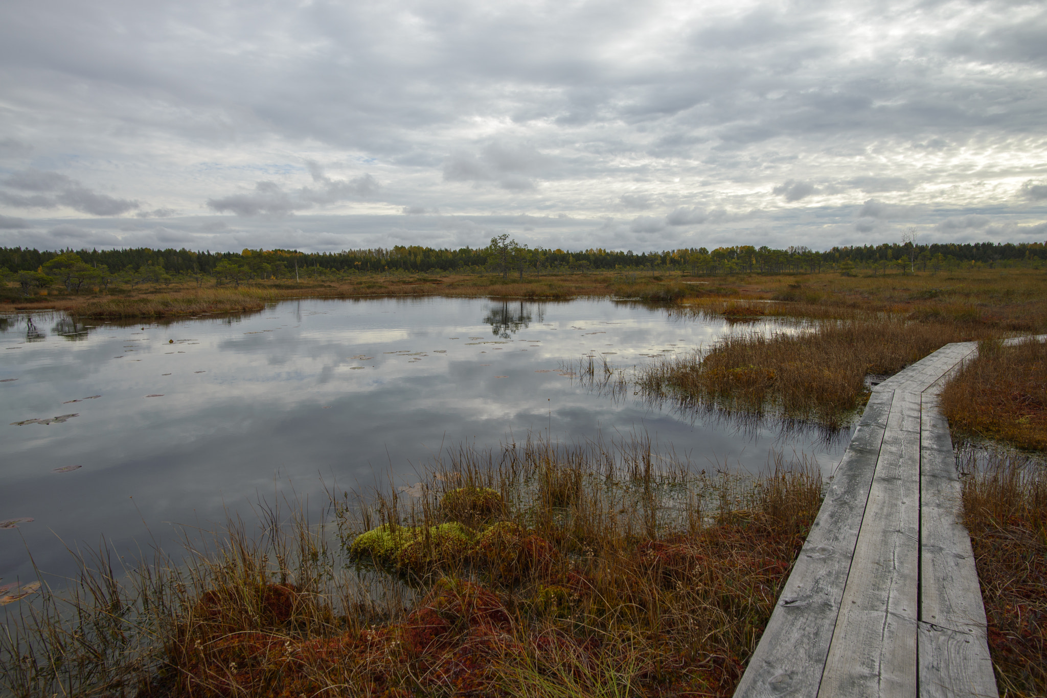 Nikon D600 sample photo. Path through riisa bog photography