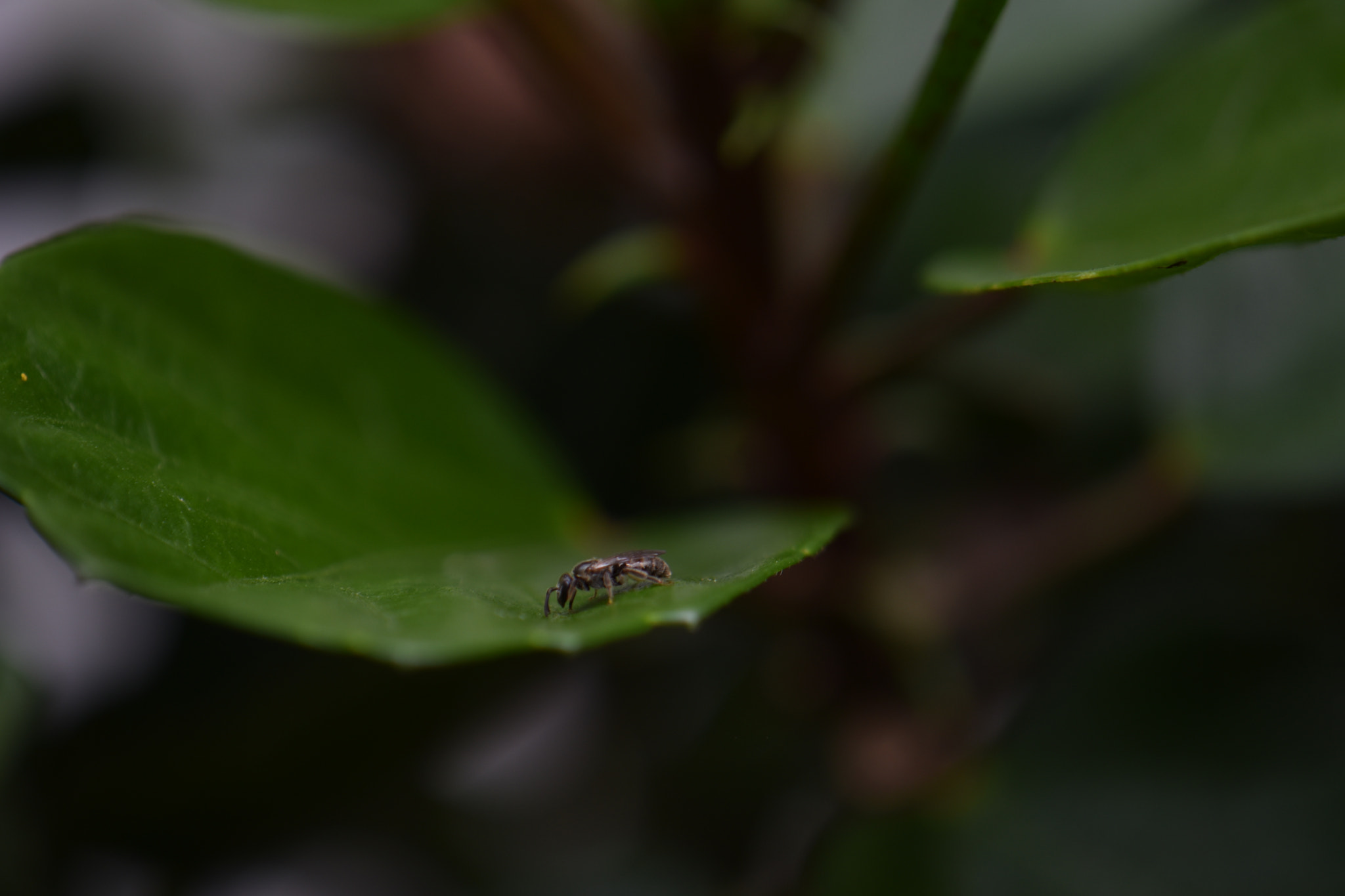 Nikon AF-S DX Micro-Nikkor 85mm F3.5G ED VR sample photo. Dsc photography