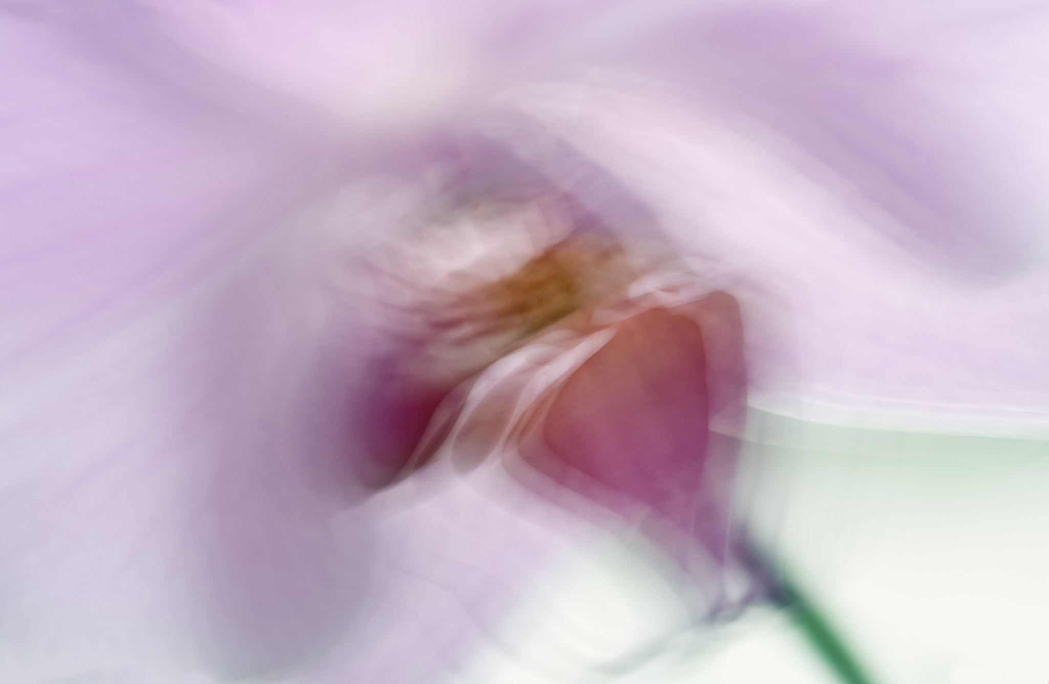 Canon EF-S 60mm F2.8 Macro USM sample photo. Move orchid photography
