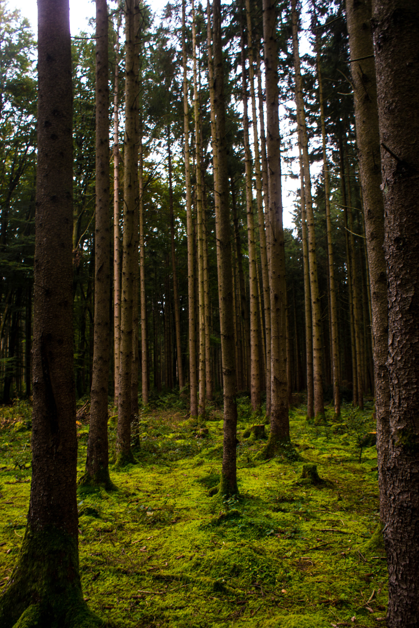 Sony DT 18-70mm F3.5-5.6 sample photo. Moos im park photography