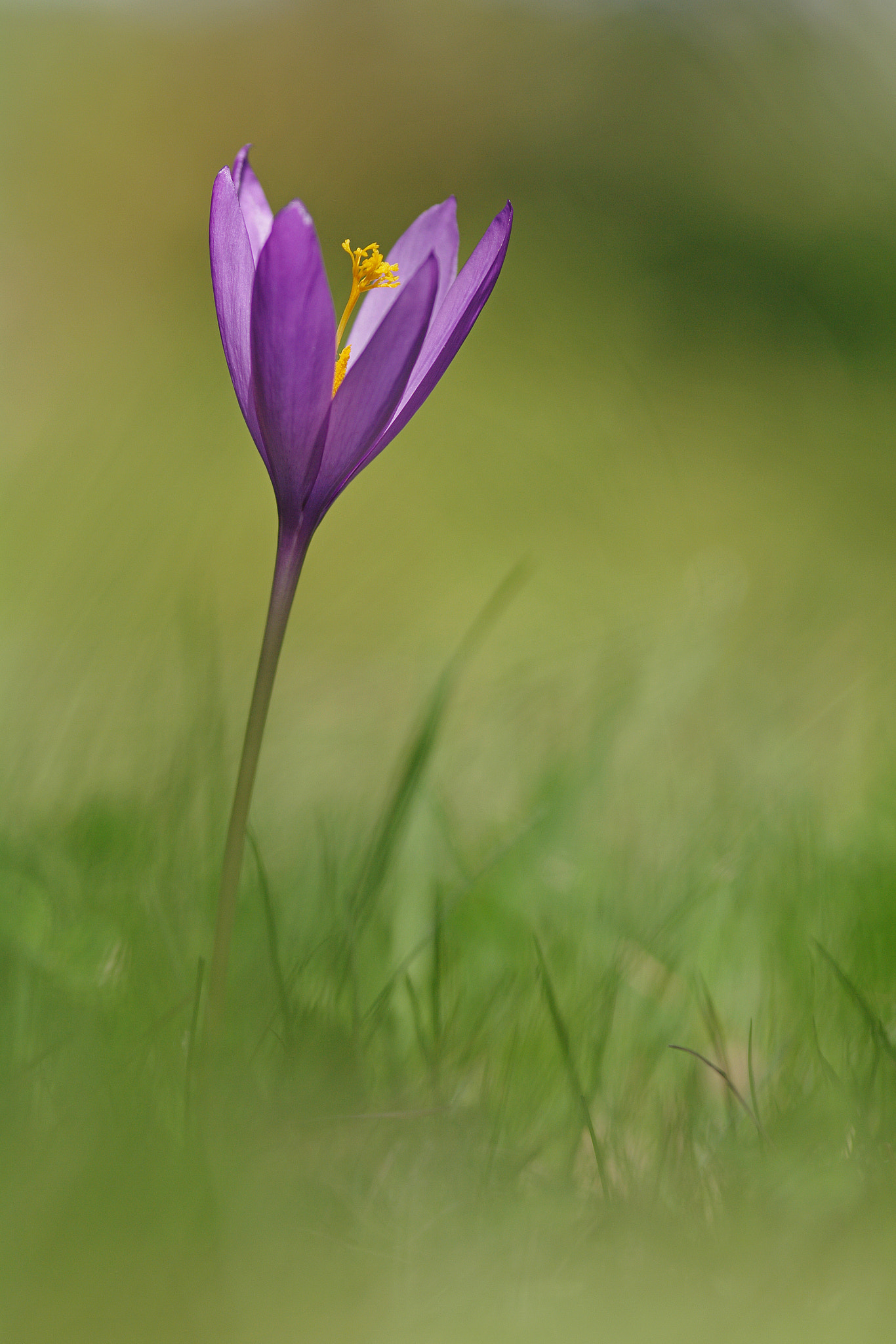 Pentax K-7 + Sigma sample photo. Colchique photography