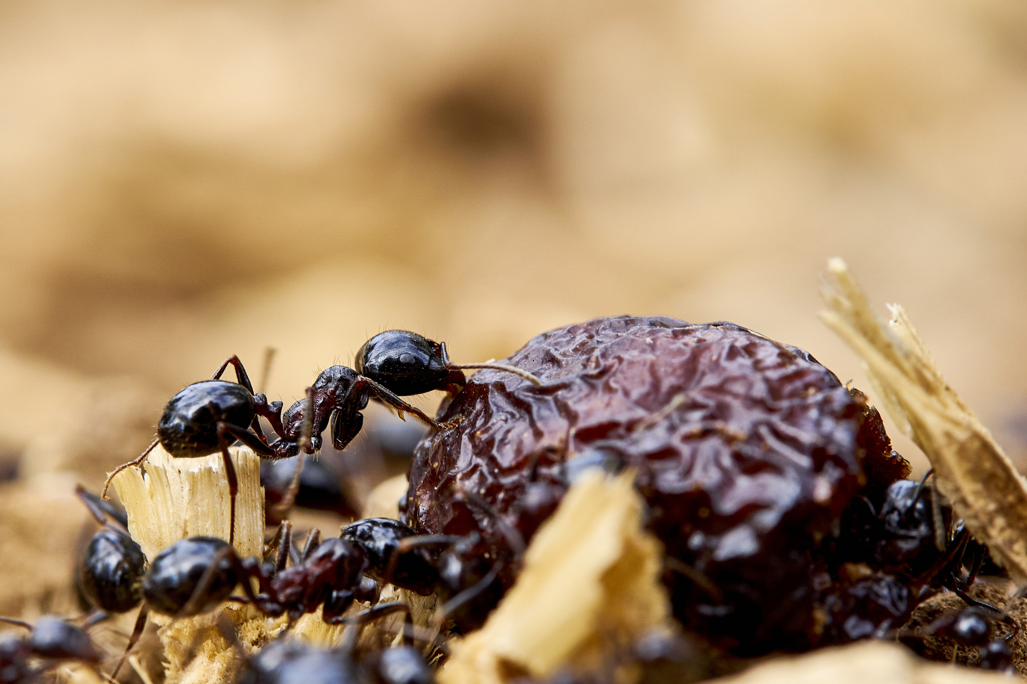Olympus M.Zuiko Digital ED 60mm F2.8 Macro sample photo. Ant's feeding photography