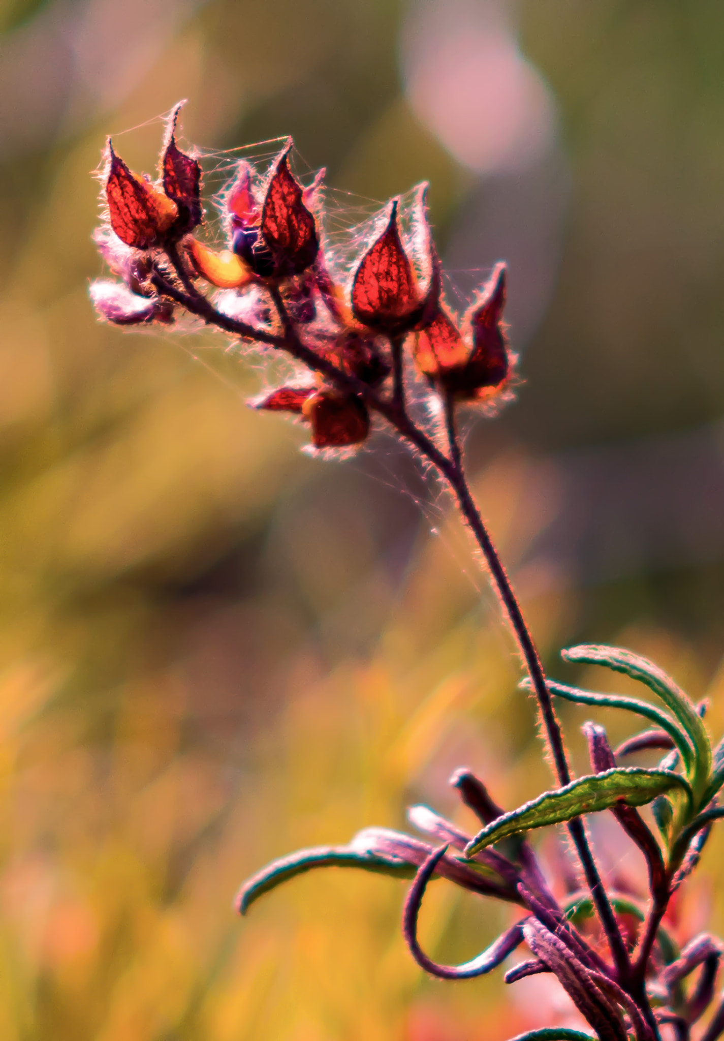 Nikon D800 + AF DC-Nikkor 135mm f/2D sample photo. Long winter ahead photography