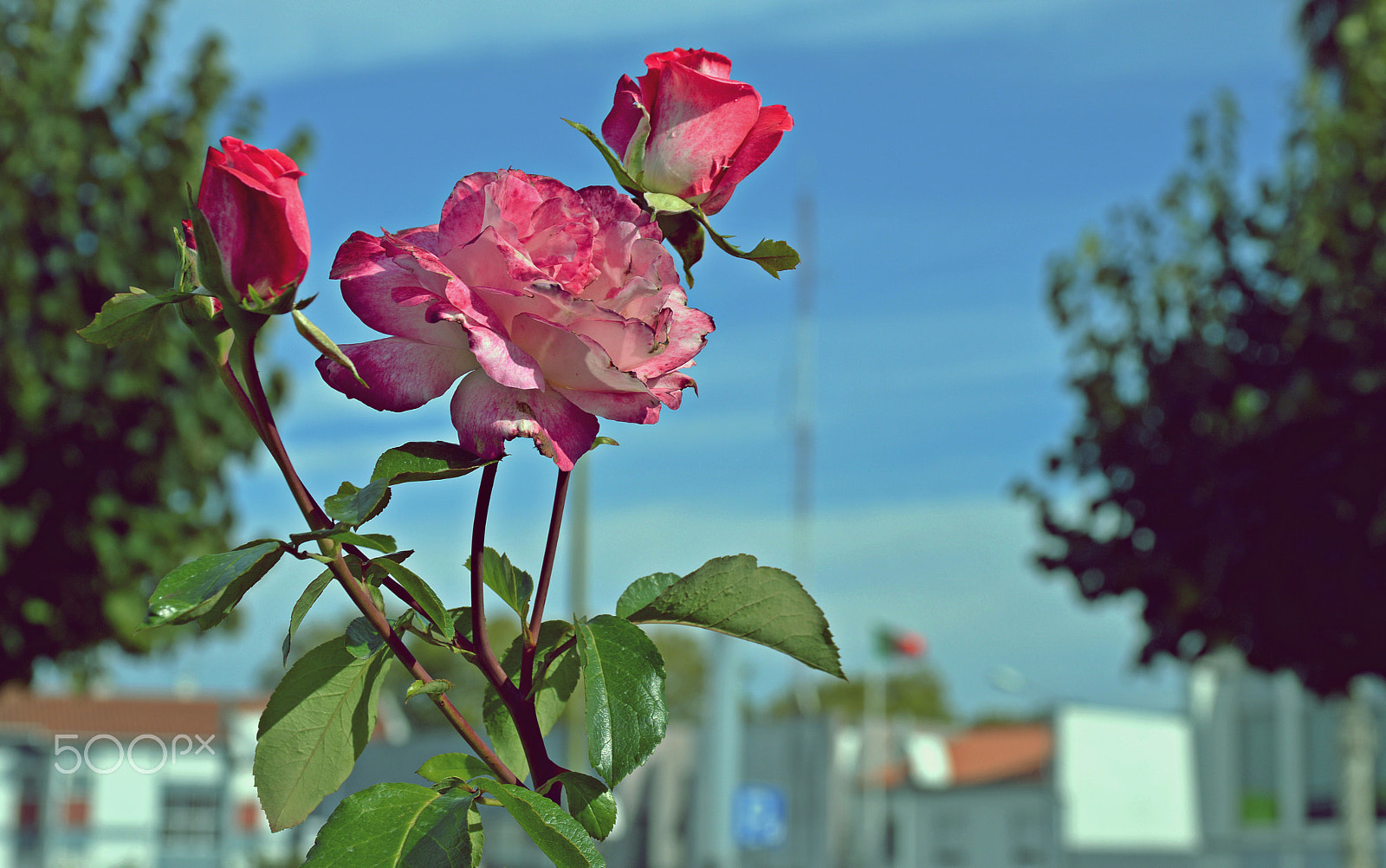 Sigma 17-70mm F2.8-4 DC Macro OS HSM | C sample photo. Three phases of flower photography