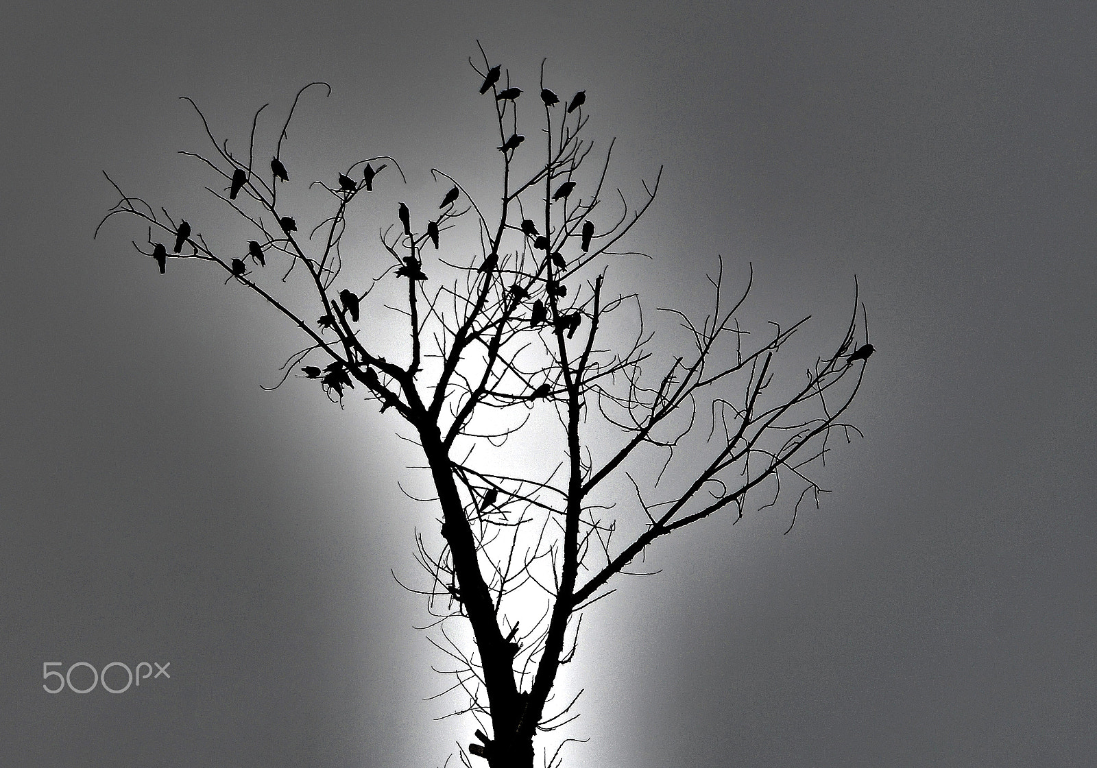 Nikon D7000 sample photo. Black crows photography