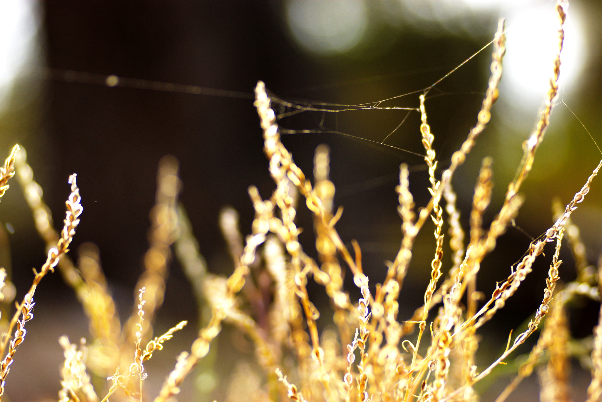 Sony Alpha DSLR-A350 + Tamron SP AF 90mm F2.8 Di Macro sample photo