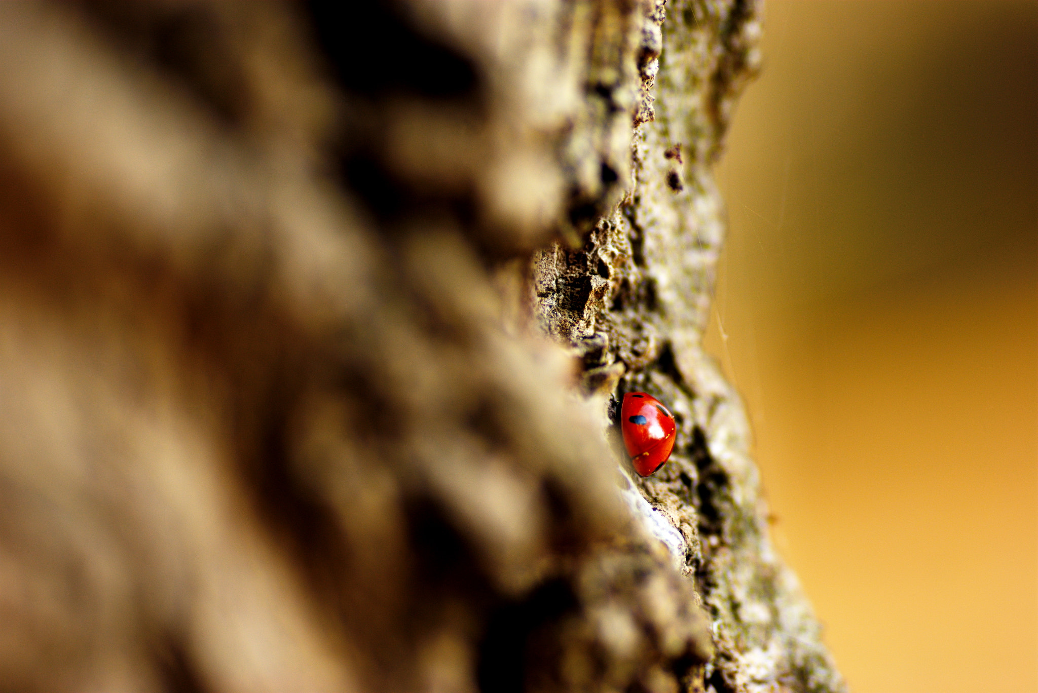 Sony Alpha DSLR-A350 + Tamron SP AF 90mm F2.8 Di Macro sample photo