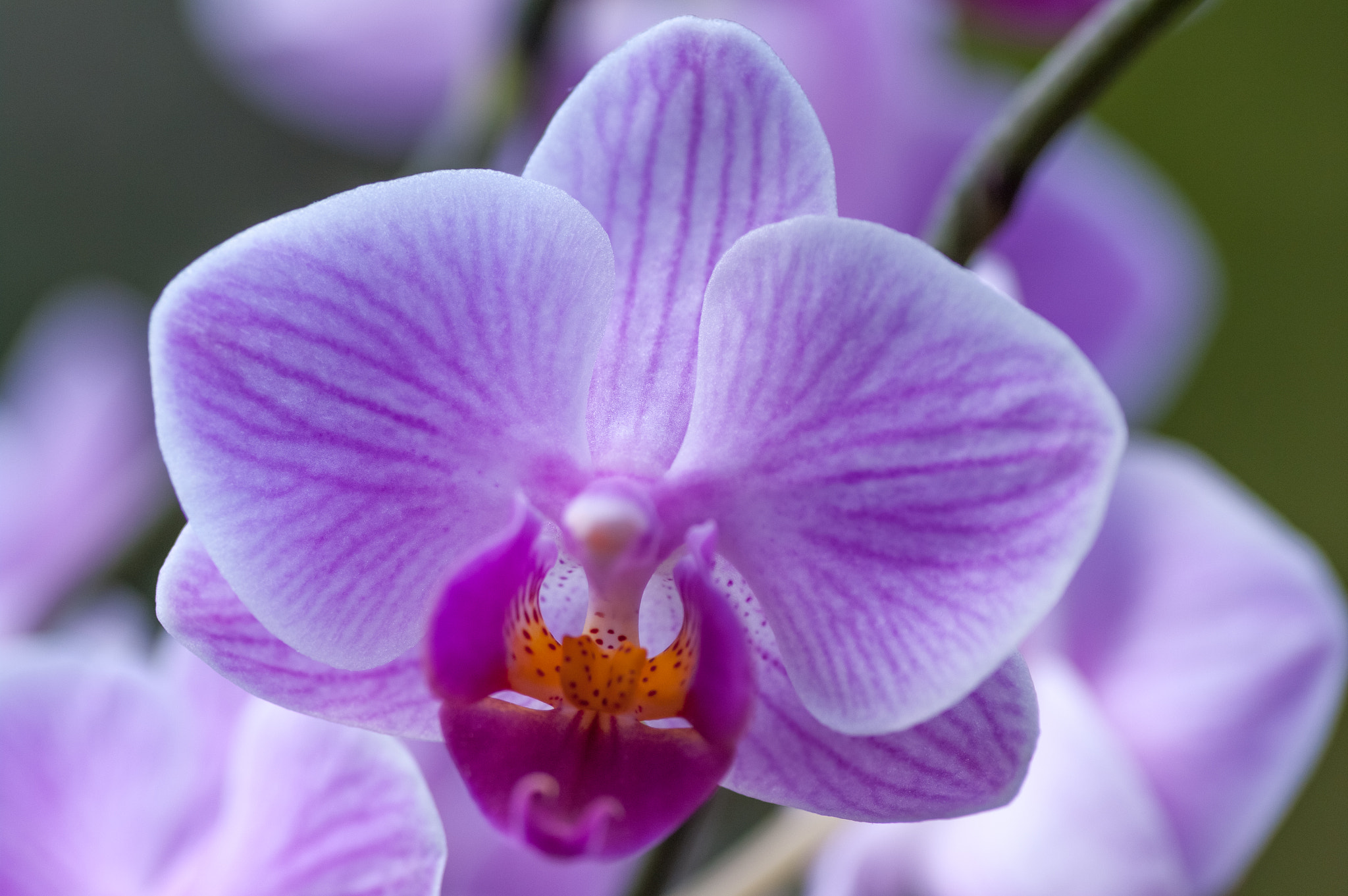 Pentax K-7 sample photo. Pink veined moth orchid photography