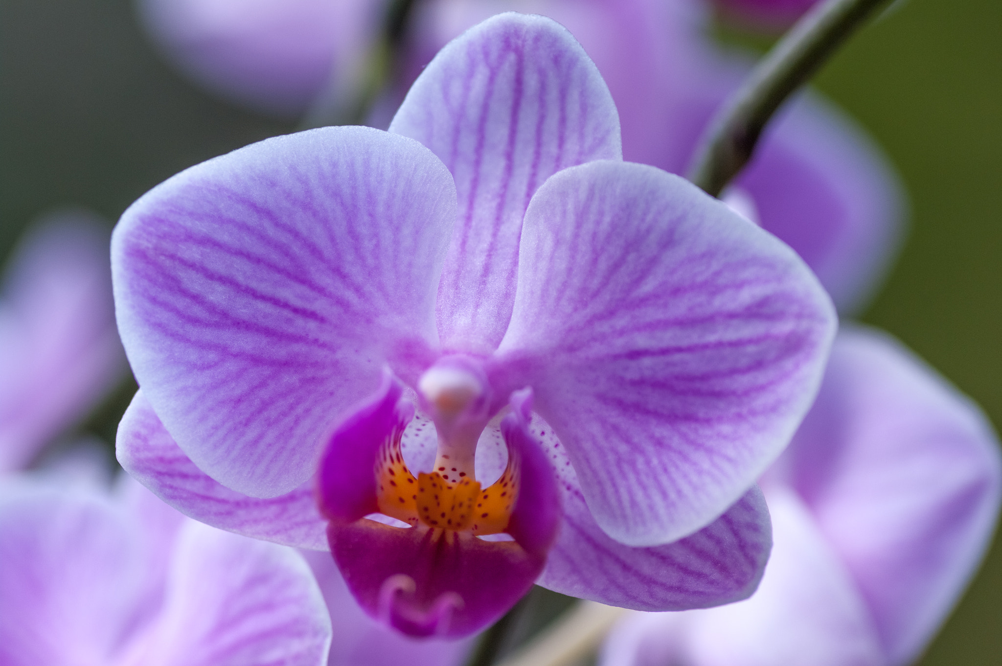 Pentax smc D-FA 100mm F2.8 Macro WR sample photo. Pink veined moth orchid photography