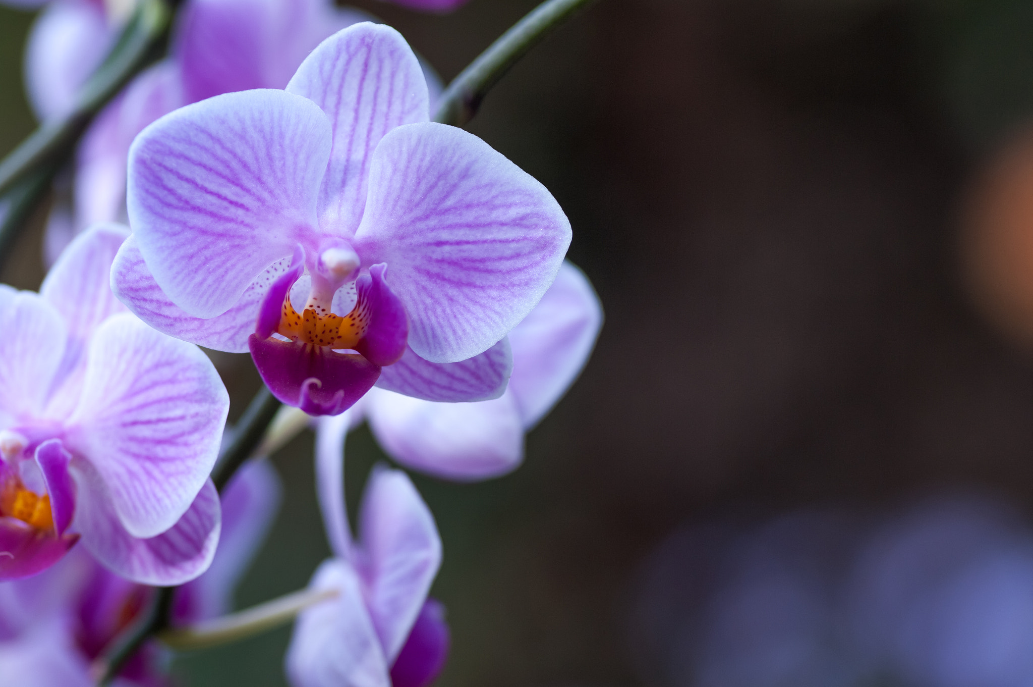 Pentax K-7 sample photo. Pink veined moth orchid with copy space photography
