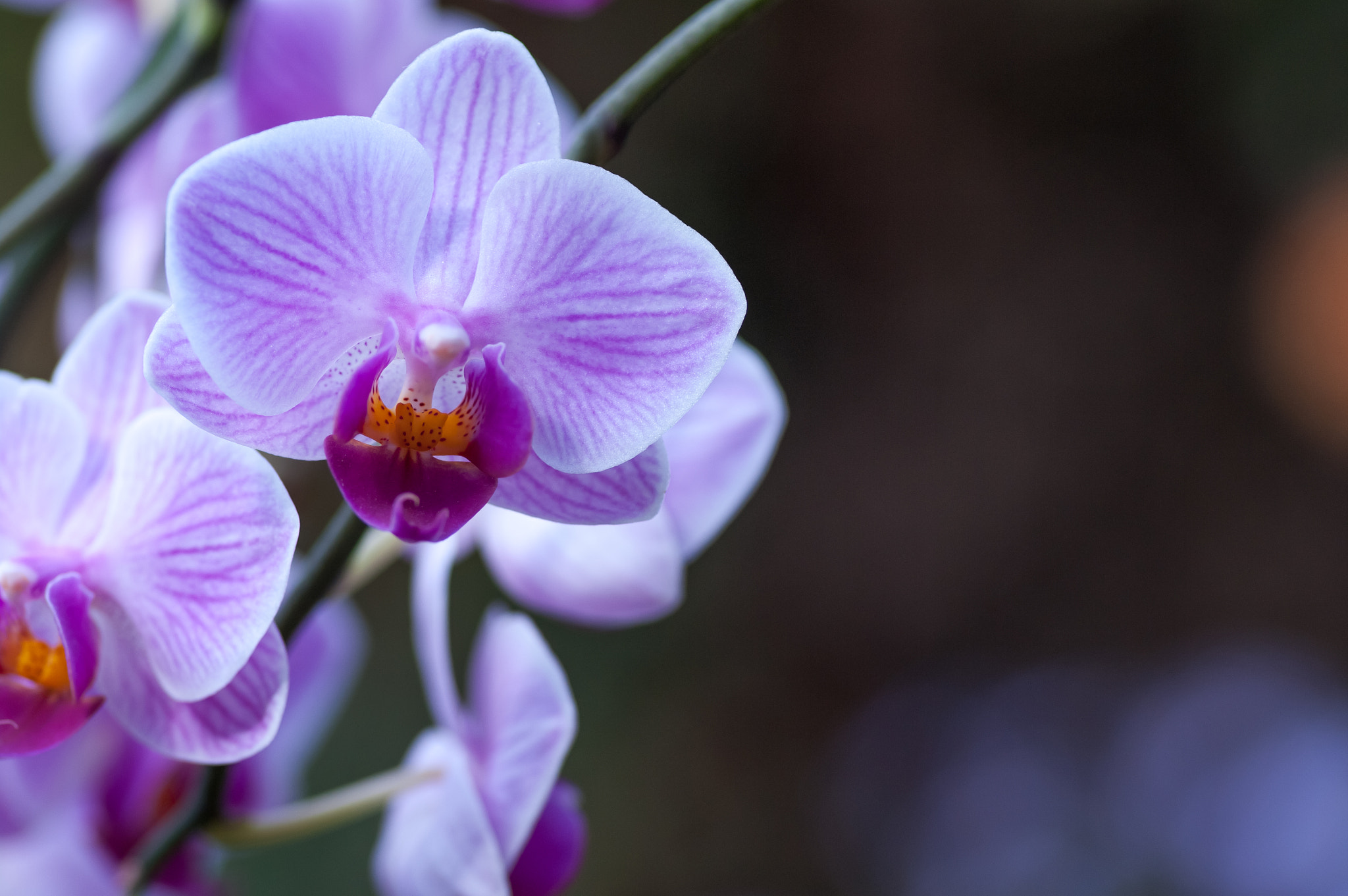 Pentax smc D-FA 100mm F2.8 Macro WR sample photo. Pink veined moth orchid with copy space photography