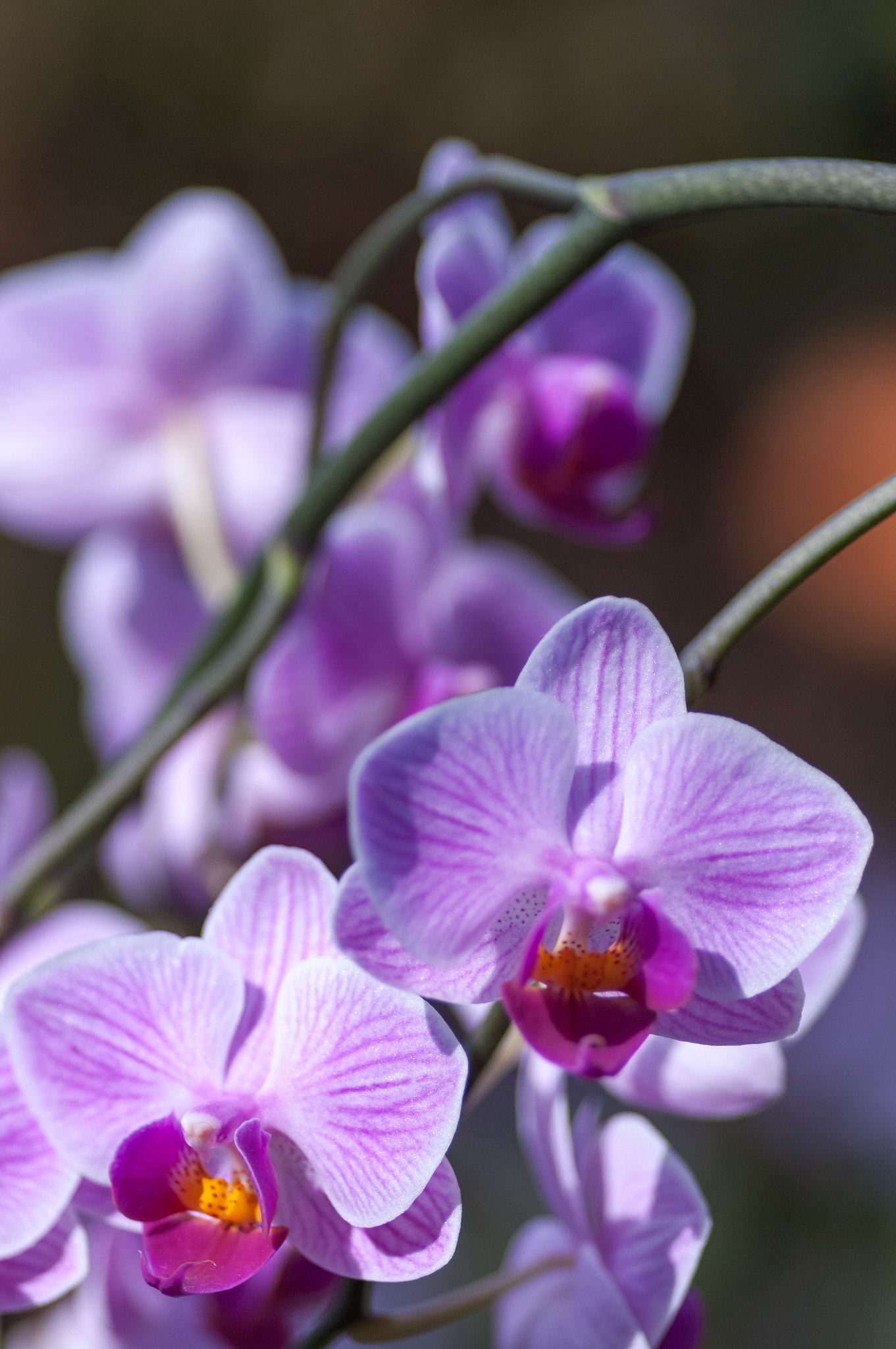Pentax K-7 sample photo. Pink veined moth orchids photography
