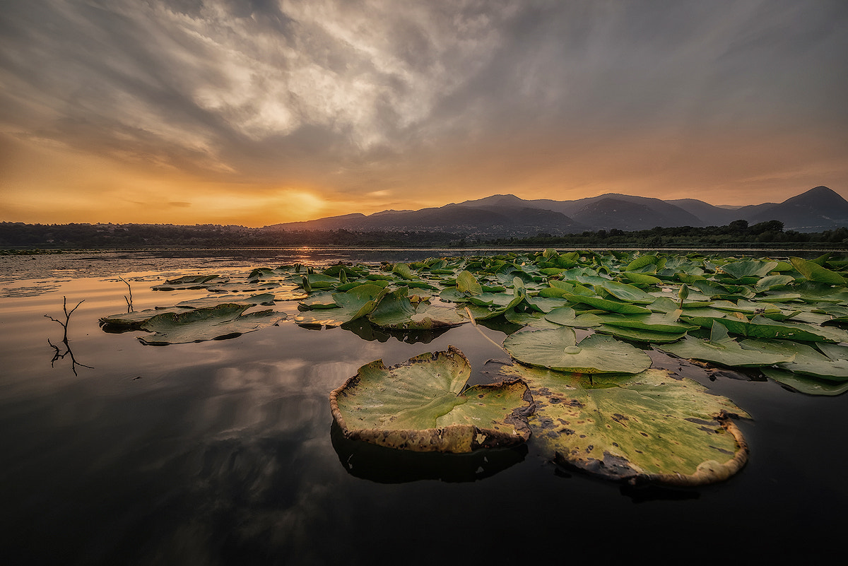 Sigma 12-24mm F4.5-5.6 II DG HSM sample photo. Water lilies sunset photography